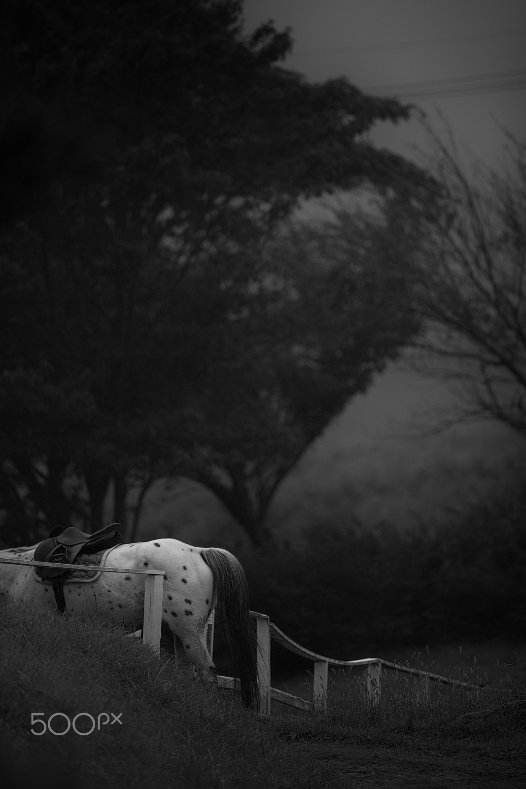 Canon EF 400mm F2.8L IS II USM sample photo. Fogy morning photography