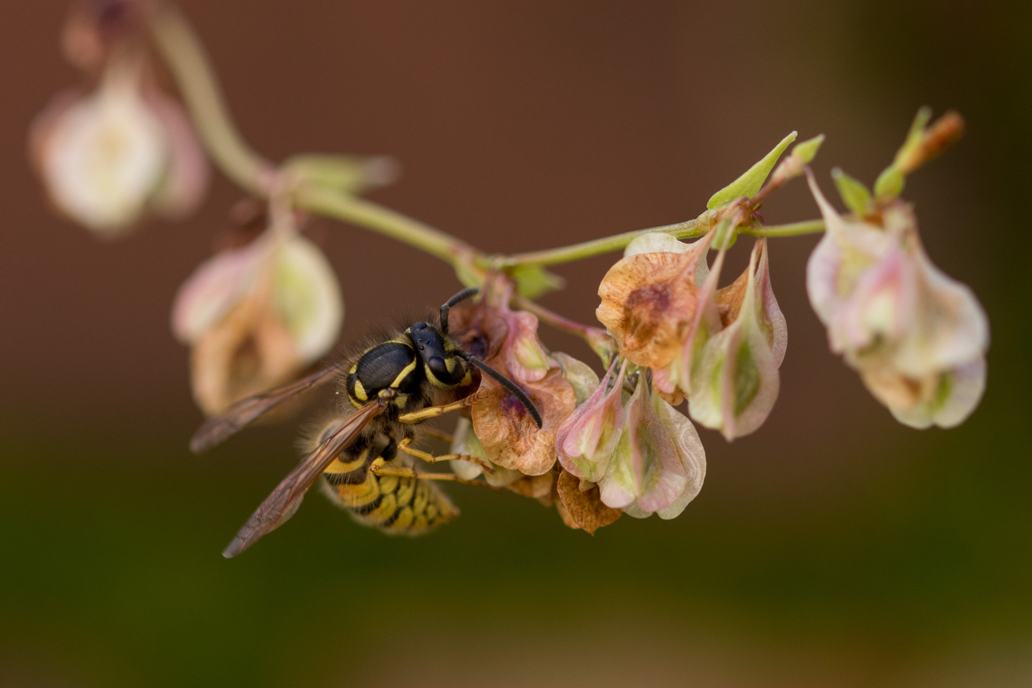 Sigma 105mm F2.8 EX DG OS HSM sample photo. Wasp photography