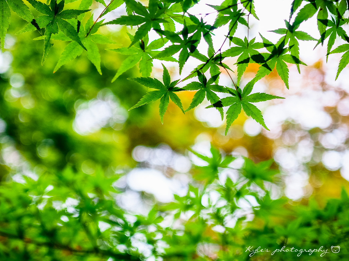 Olympus OM-D E-M1 sample photo. 高桐院 photography