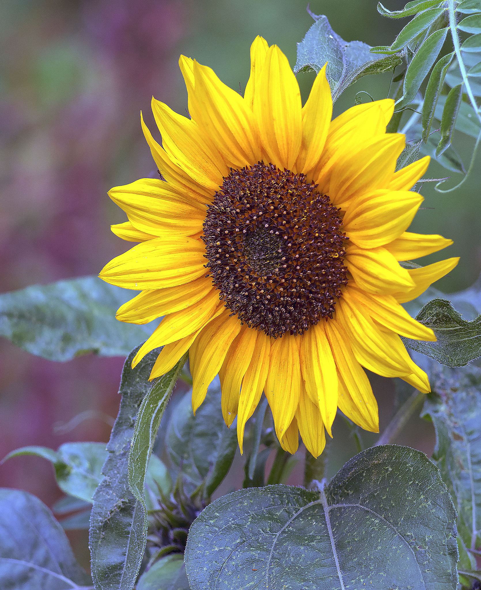 AF Zoom-Nikkor 80-200mm f/2.8 ED sample photo. Sunny photography