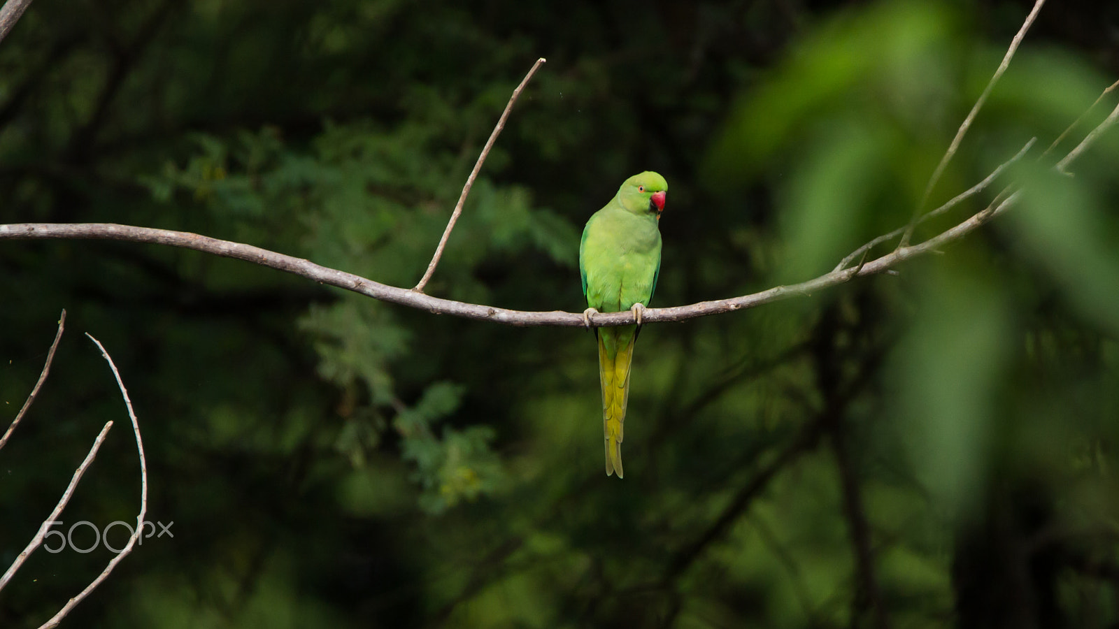 150-600mm F5-6.3 DG OS HSM | Contemporary 015 sample photo. Img photography