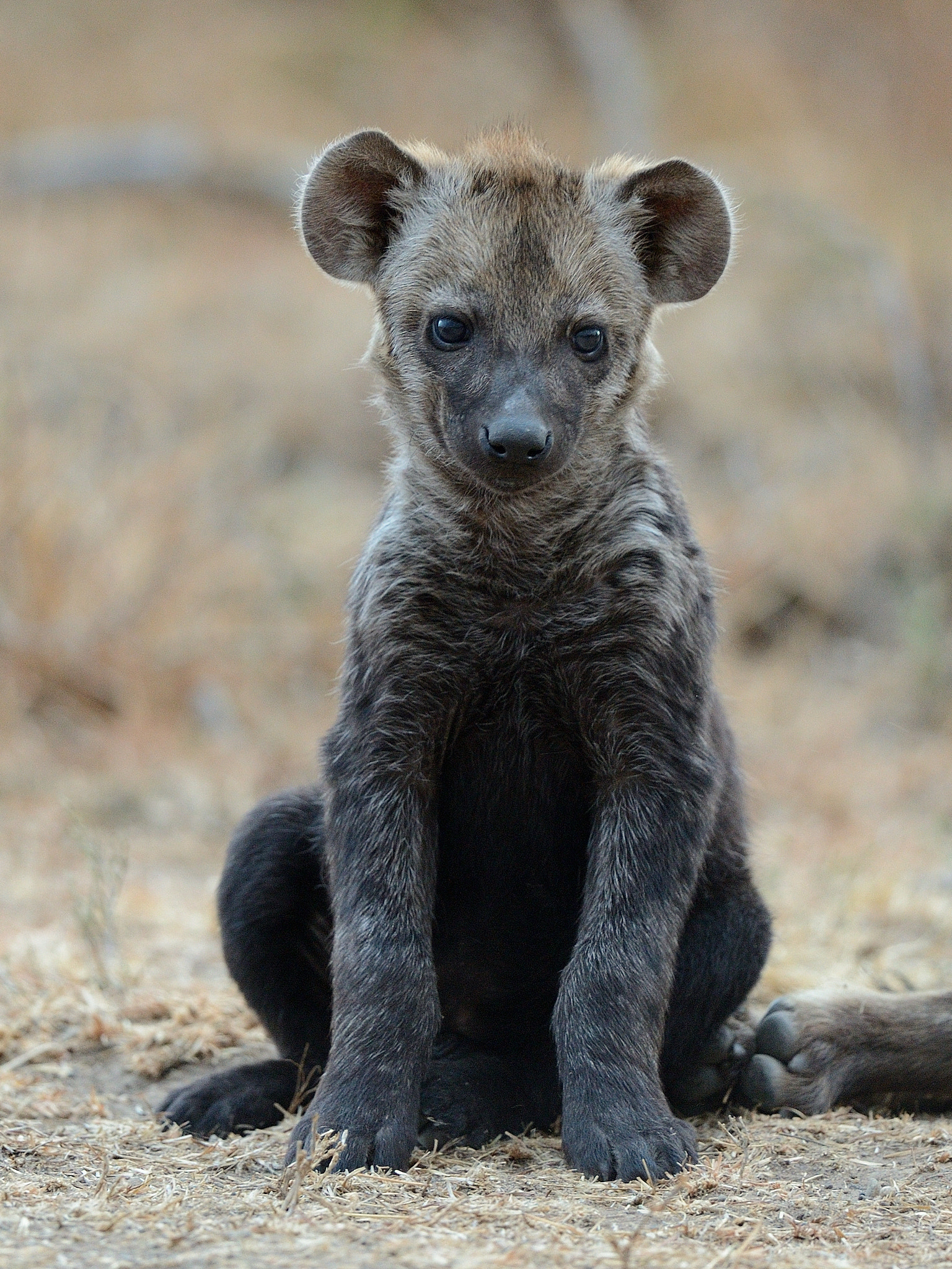 Nikon D4 + Nikon AF-S Nikkor 500mm F4G ED VR sample photo. Hyaena cub photography