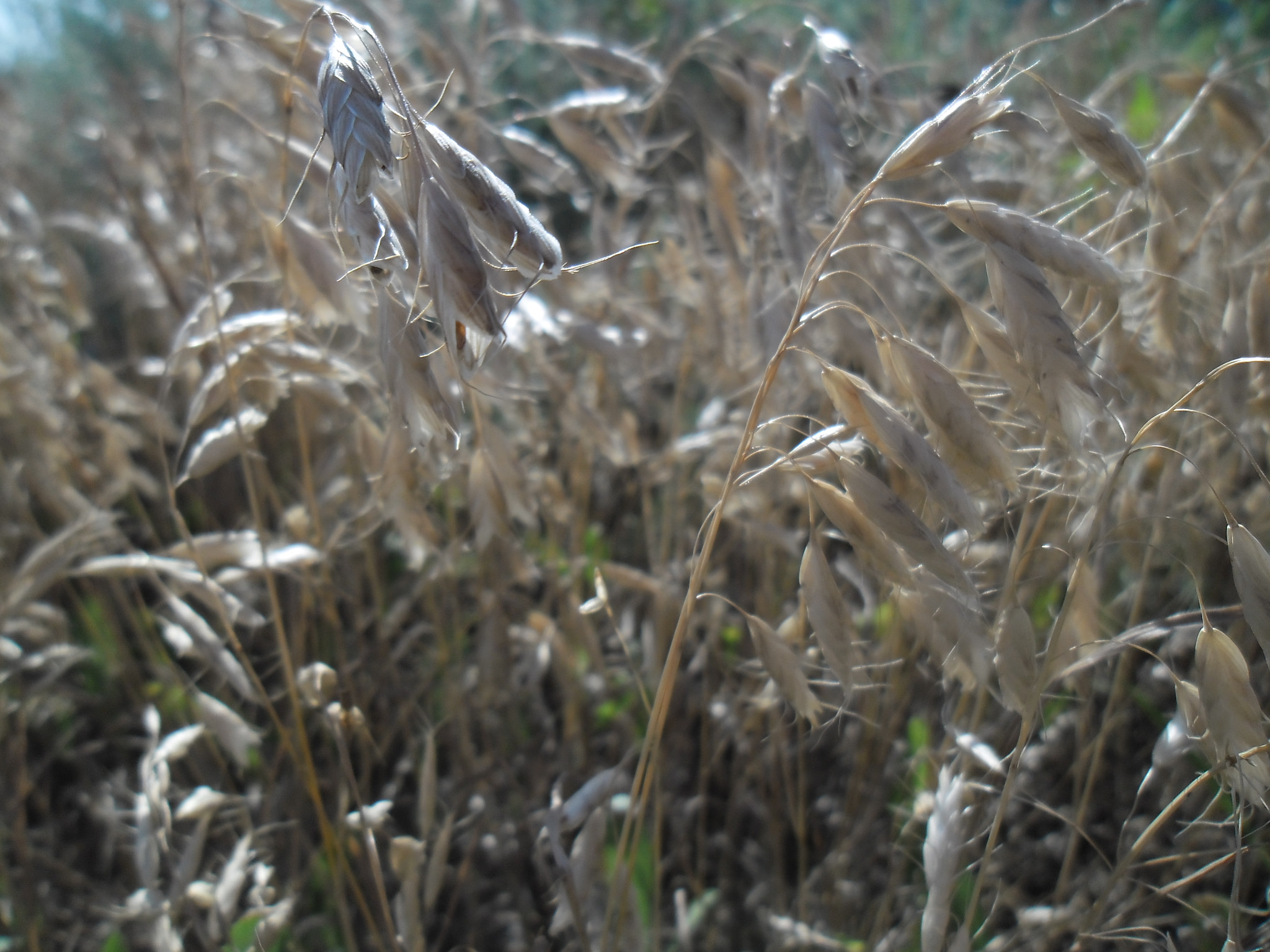 Samsung ES90/ ES91 sample photo. Золотистые колосья травы photography