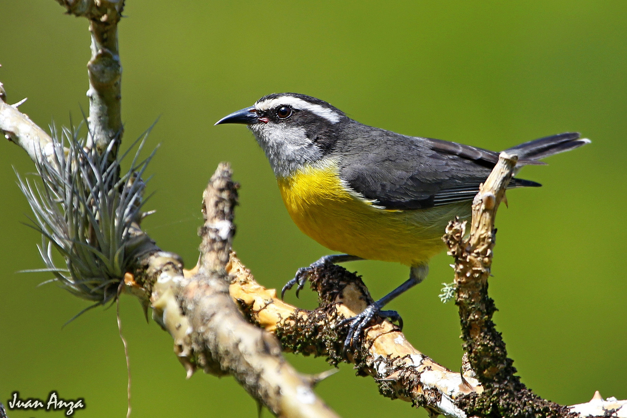 Canon EF 100-400mm F4.5-5.6L IS USM sample photo. Bananaquit photography