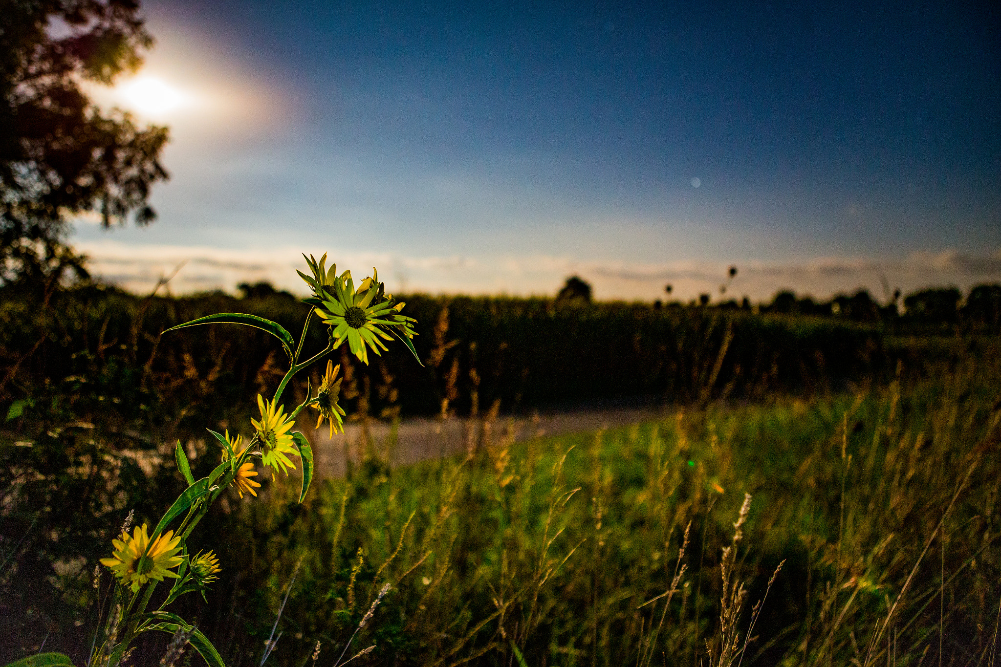 Canon EOS-1D C sample photo. Flowers in the moon light photography