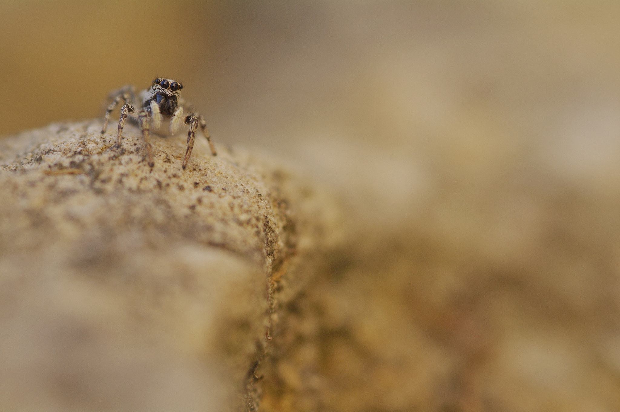 Pentax K-7 sample photo. Salticus scenicus - salticidae photography