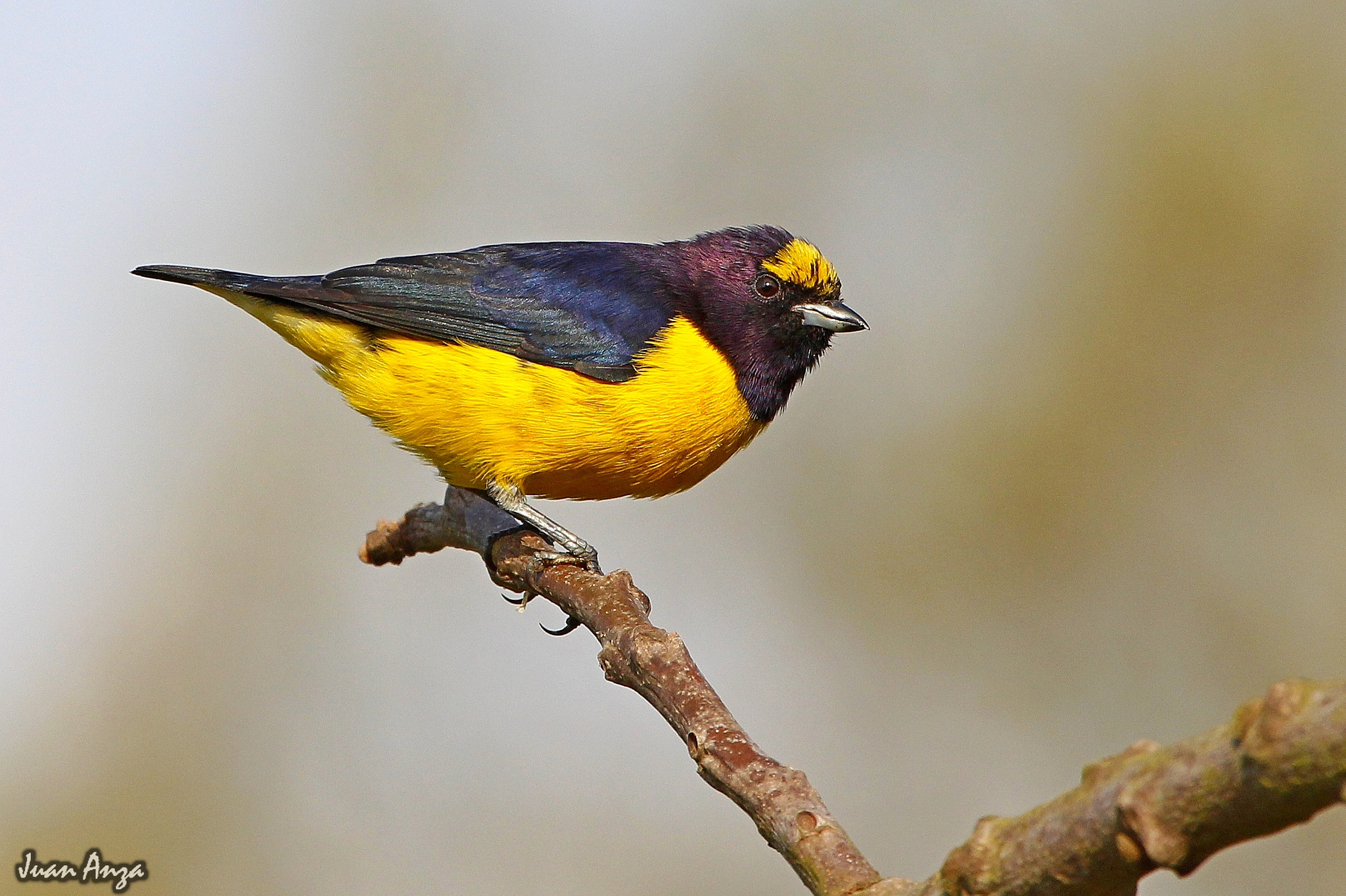 Canon EOS 650D (EOS Rebel T4i / EOS Kiss X6i) + Canon EF 100-400mm F4.5-5.6L IS USM sample photo. Purple-throated euphonia photography
