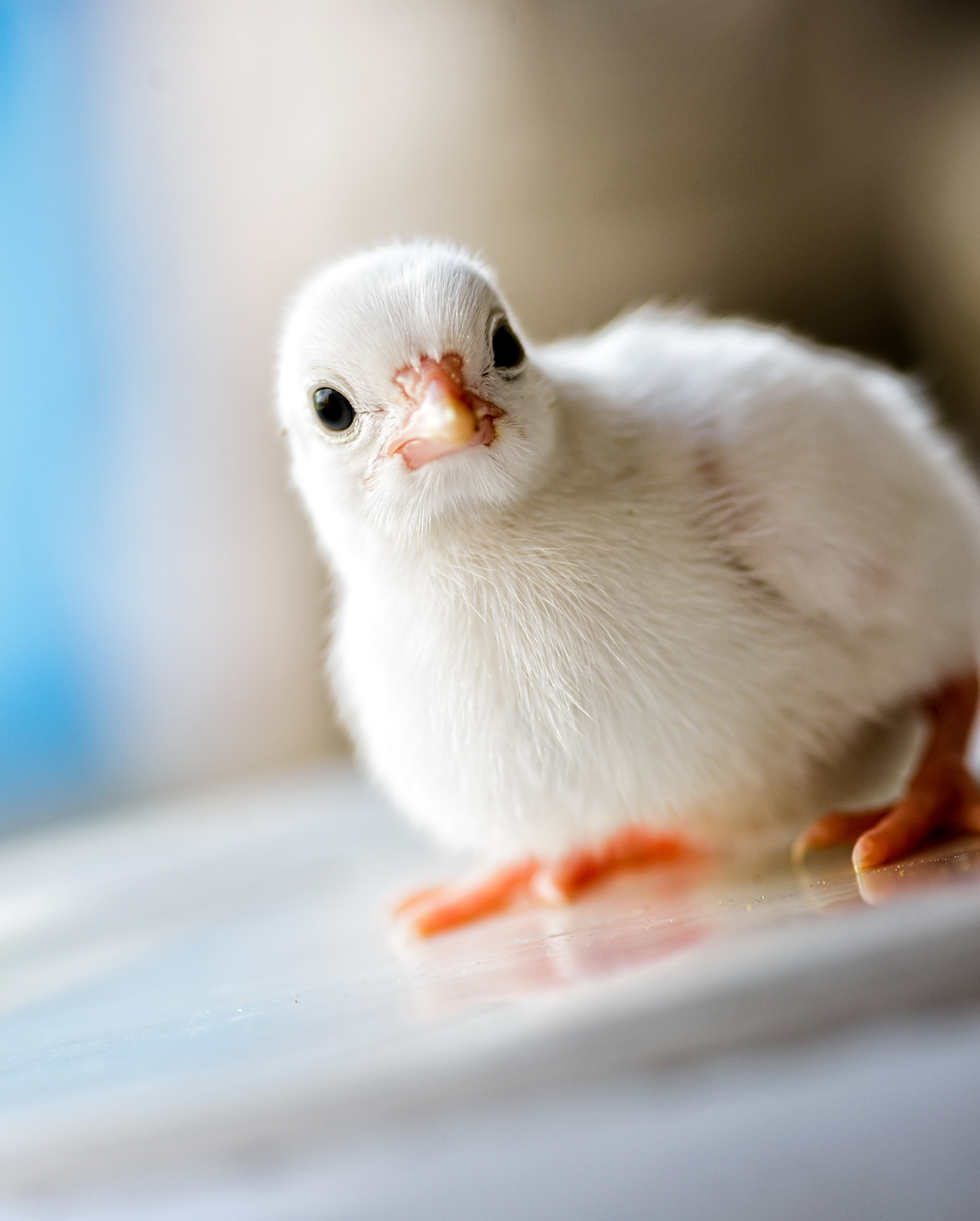 Tokina AT-X Pro 100mm F2.8 Macro sample photo. I'm a cutie photography