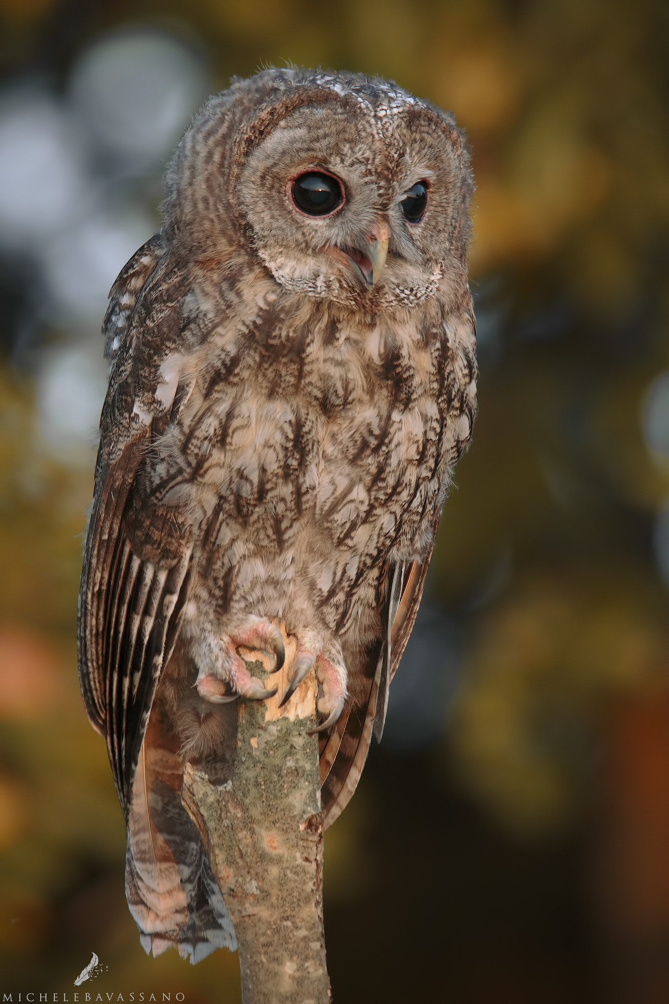 150-600mm F5-6.3 DG OS HSM | Sports 014 sample photo. Happy tawny owl photography