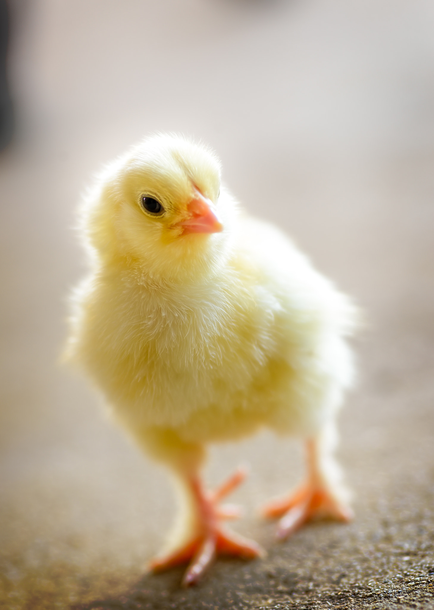 Tokina AT-X Pro 100mm F2.8 Macro sample photo. Cheep photography