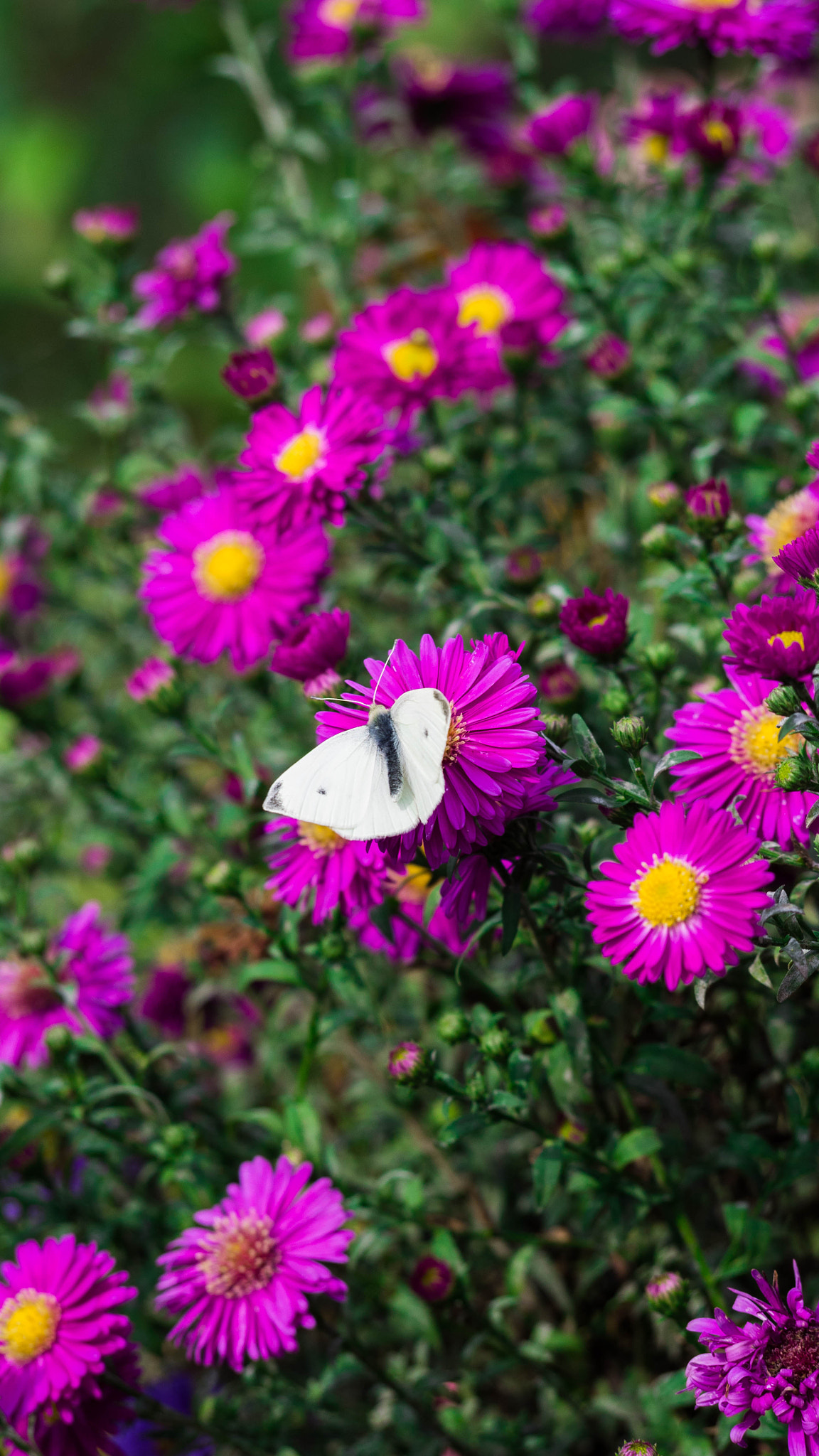 Olympus PEN E-PL6 sample photo. Butterfly in paradise photography
