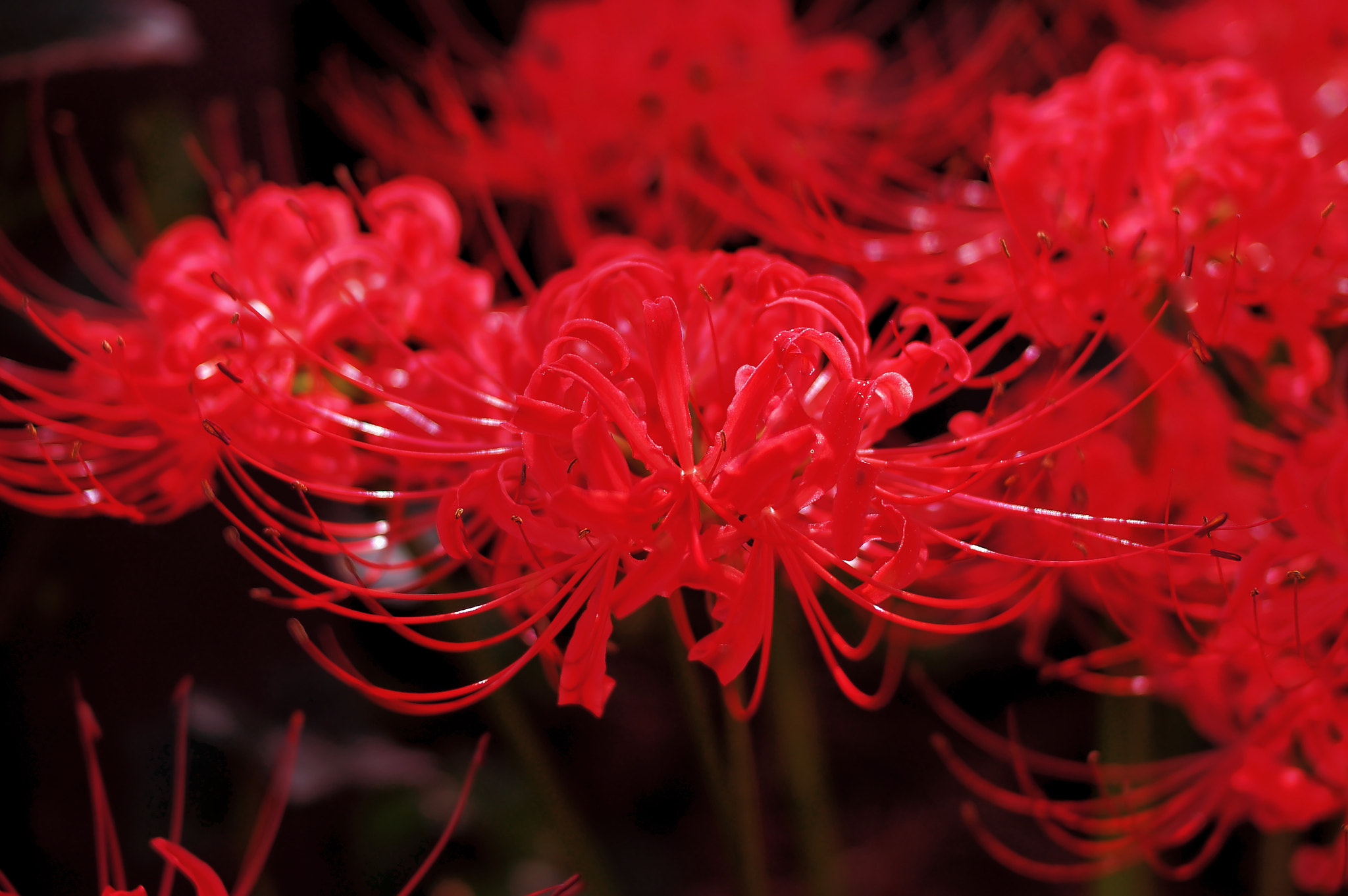 Voigtlander Ultron 40mm F2 SLII Aspherical sample photo. Cluster amaryllis(彼岸花) photography