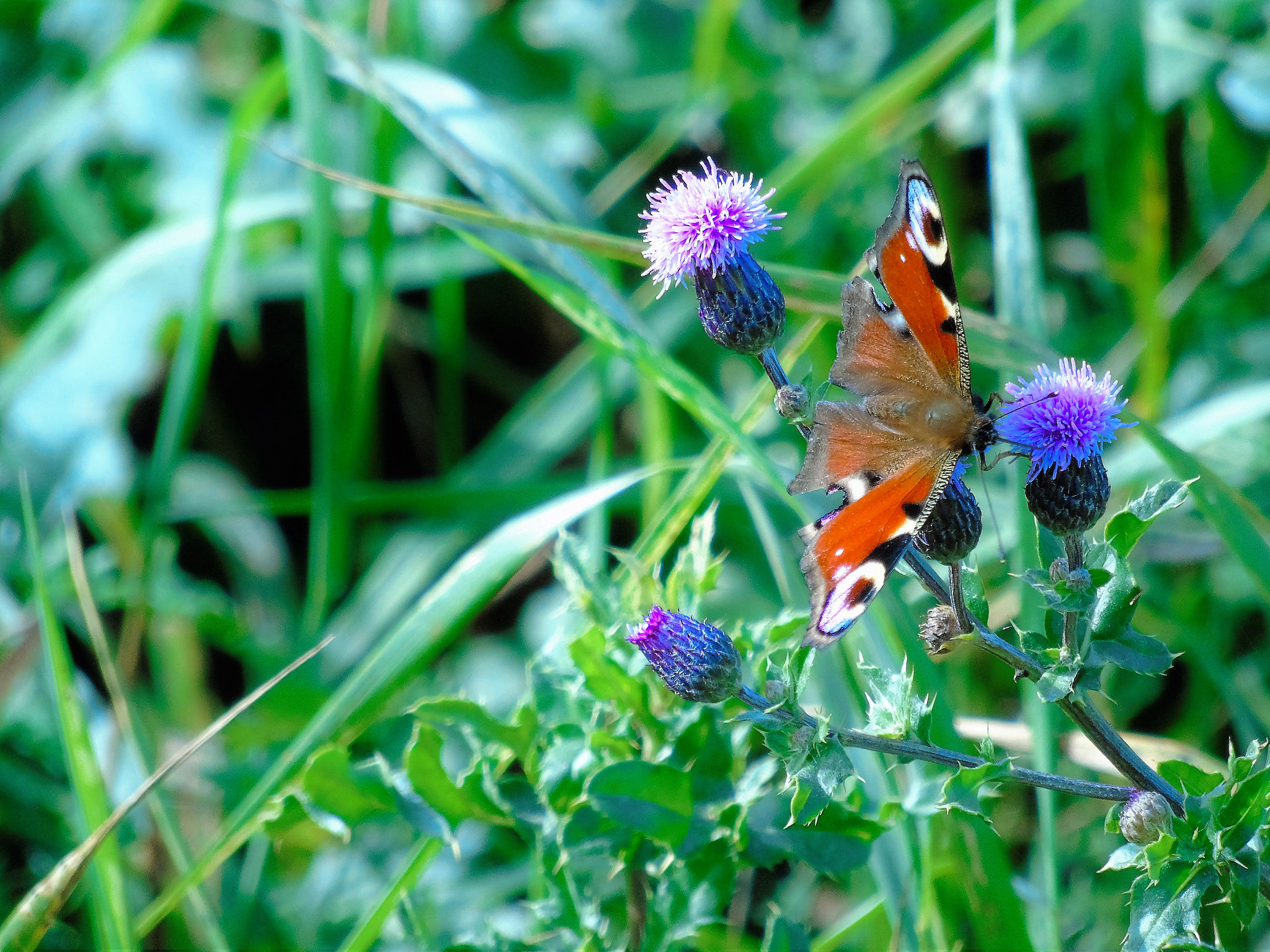 Peacock Butterfly .