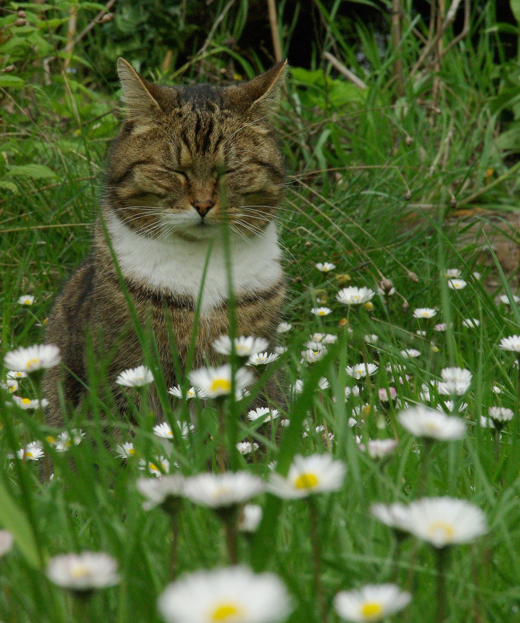 Pentax K10D + Sigma 18-125mm F3.8-5.6 DC HSM sample photo. Meditation in daisies photography