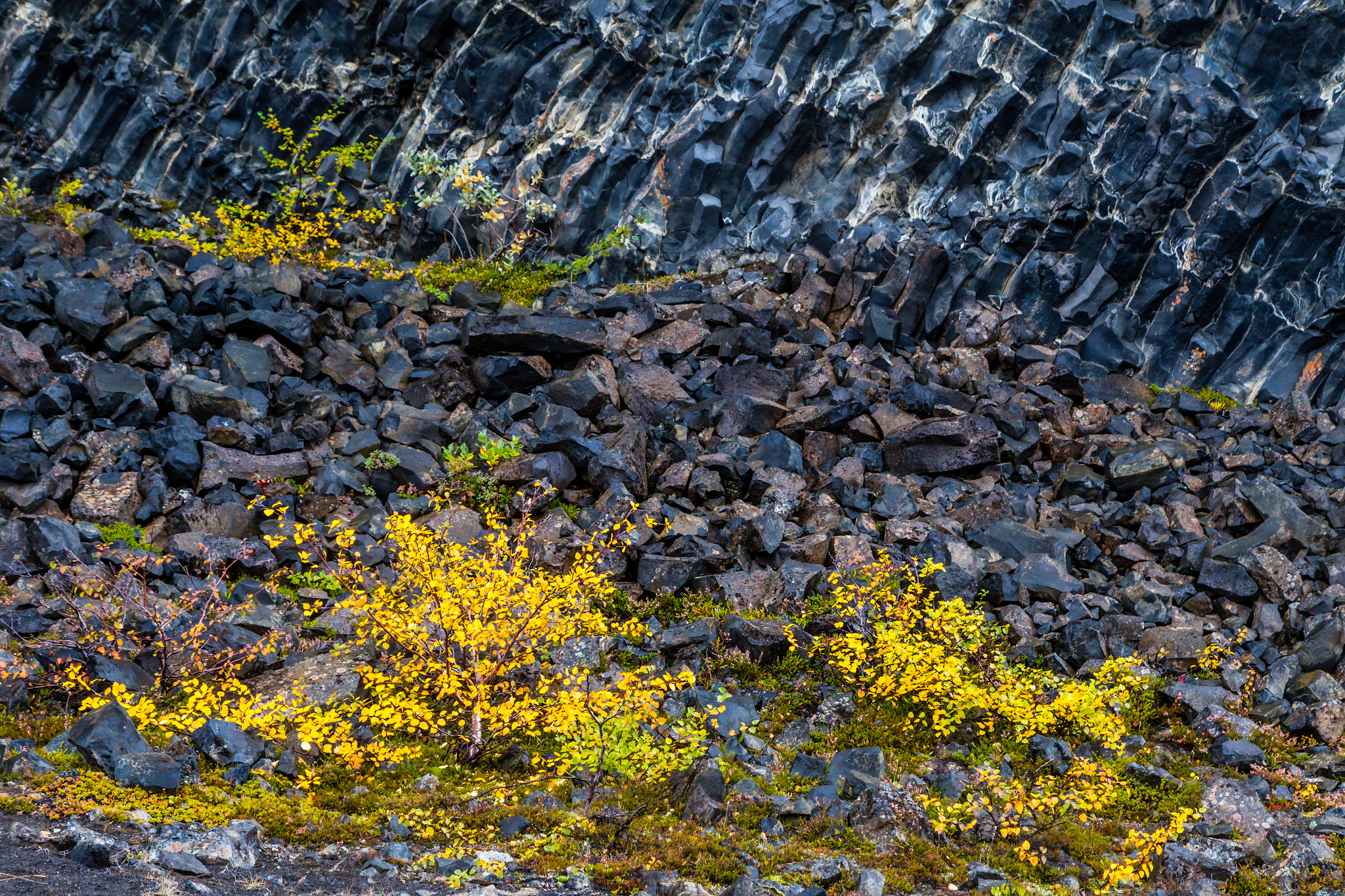 ICELAND-Jökulsárgljúfur-Basalt rock