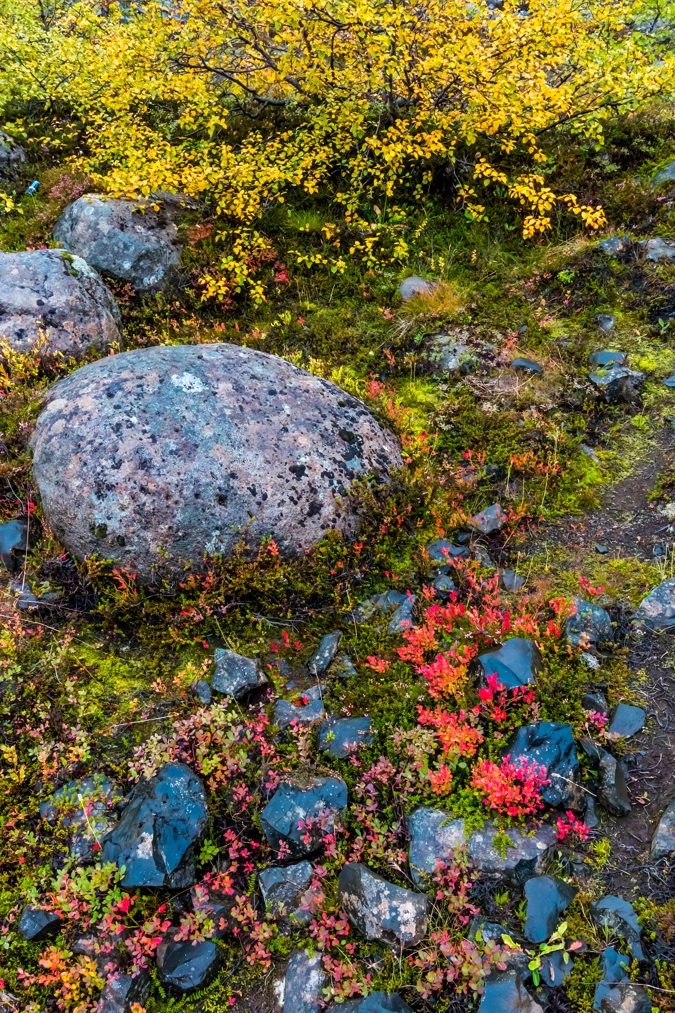 Canon EOS 70D + Canon EF 16-35mm F4L IS USM sample photo. Iceland-jökulsárgljúfur-fall photography