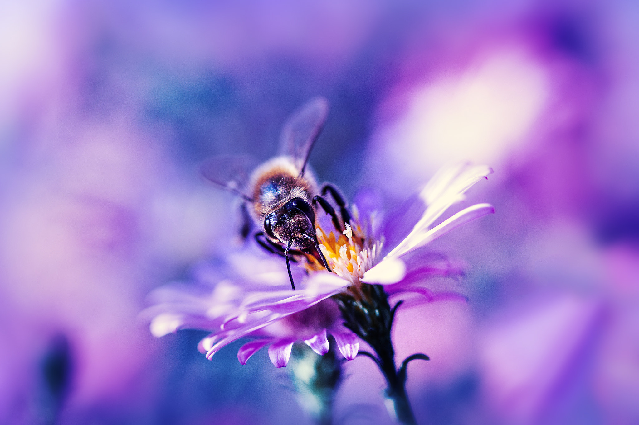 Canon EF 100mm F2.8 Macro USM sample photo. Mg photography
