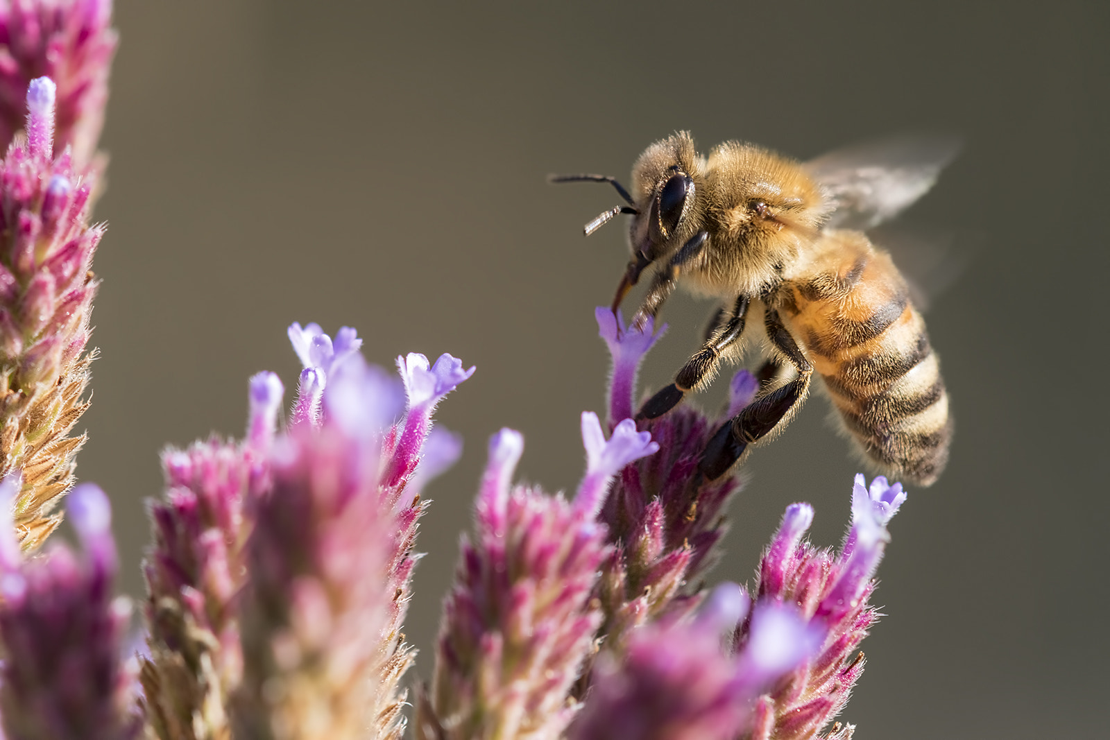 Tamron SP AF 180mm F3.5 Di LD (IF) Macro sample photo. Abeille photography