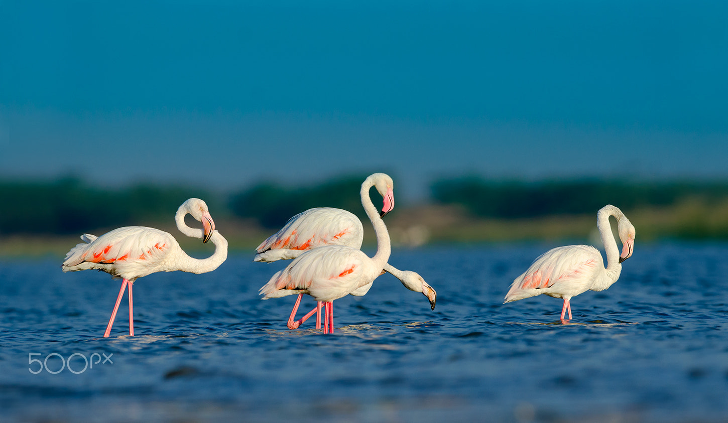 Nikon D7000 + Nikon AF-S Nikkor 500mm F4G ED VR sample photo. Greater flamingo photography