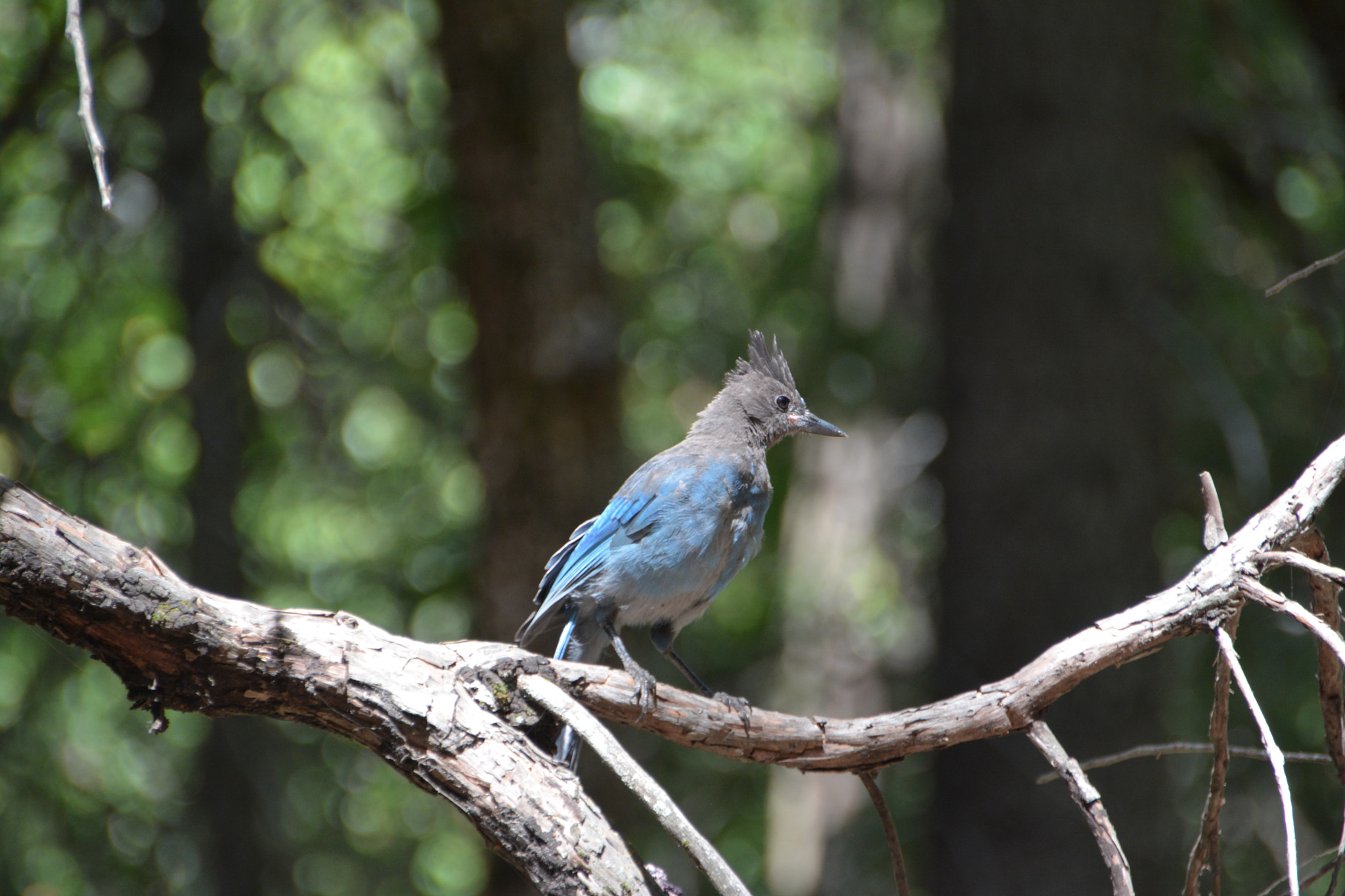 Nikon D7100 + Sigma 18-250mm F3.5-6.3 DC OS HSM sample photo. Steller´s jay photography