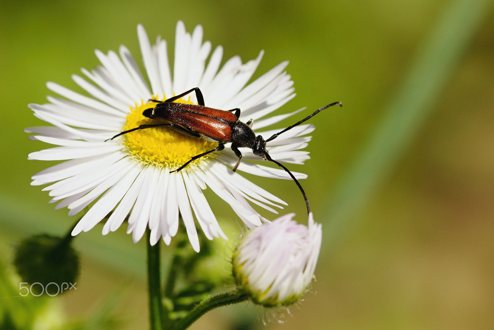Sigma 105mm F2.8 EX DG Macro sample photo. Img photography