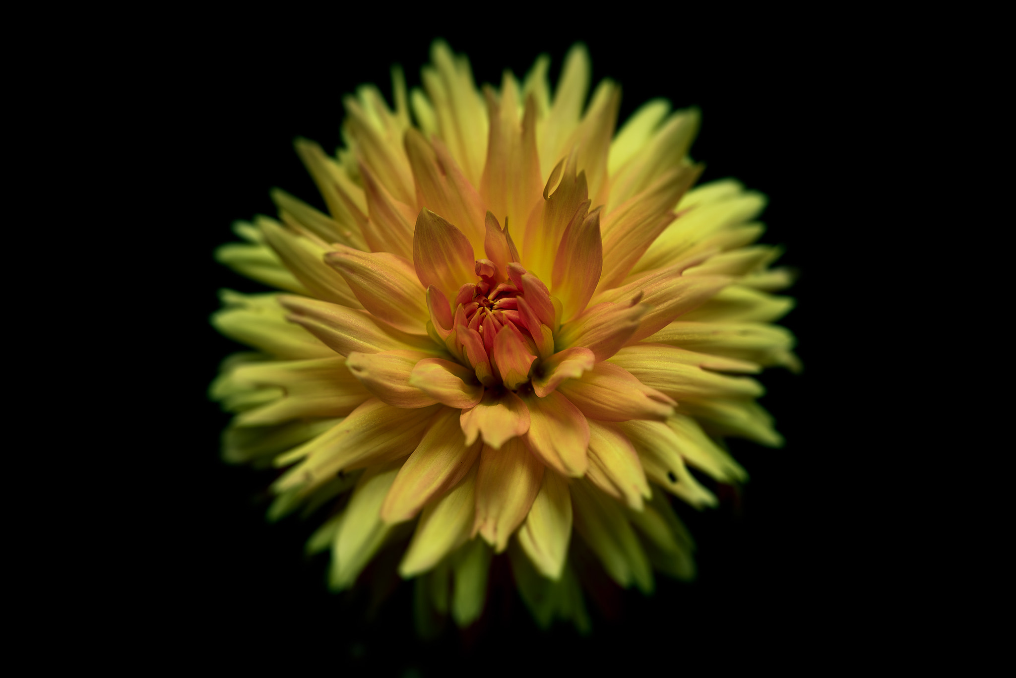TAMRON SP 180mm F3.5 Di MACRO 1:1 B01N sample photo. Dahlia fireworks photography