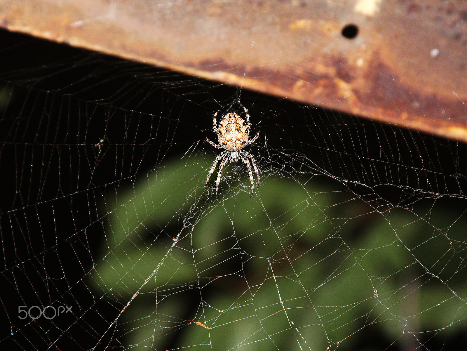Canon EF 28-135mm F3.5-5.6 IS USM sample photo. Spider photography