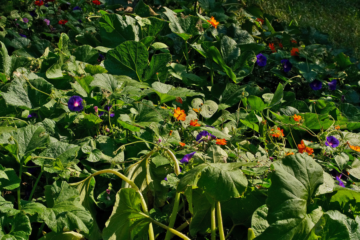70-200mm F2.8 G SSM OSS II sample photo. Food and flowers photography