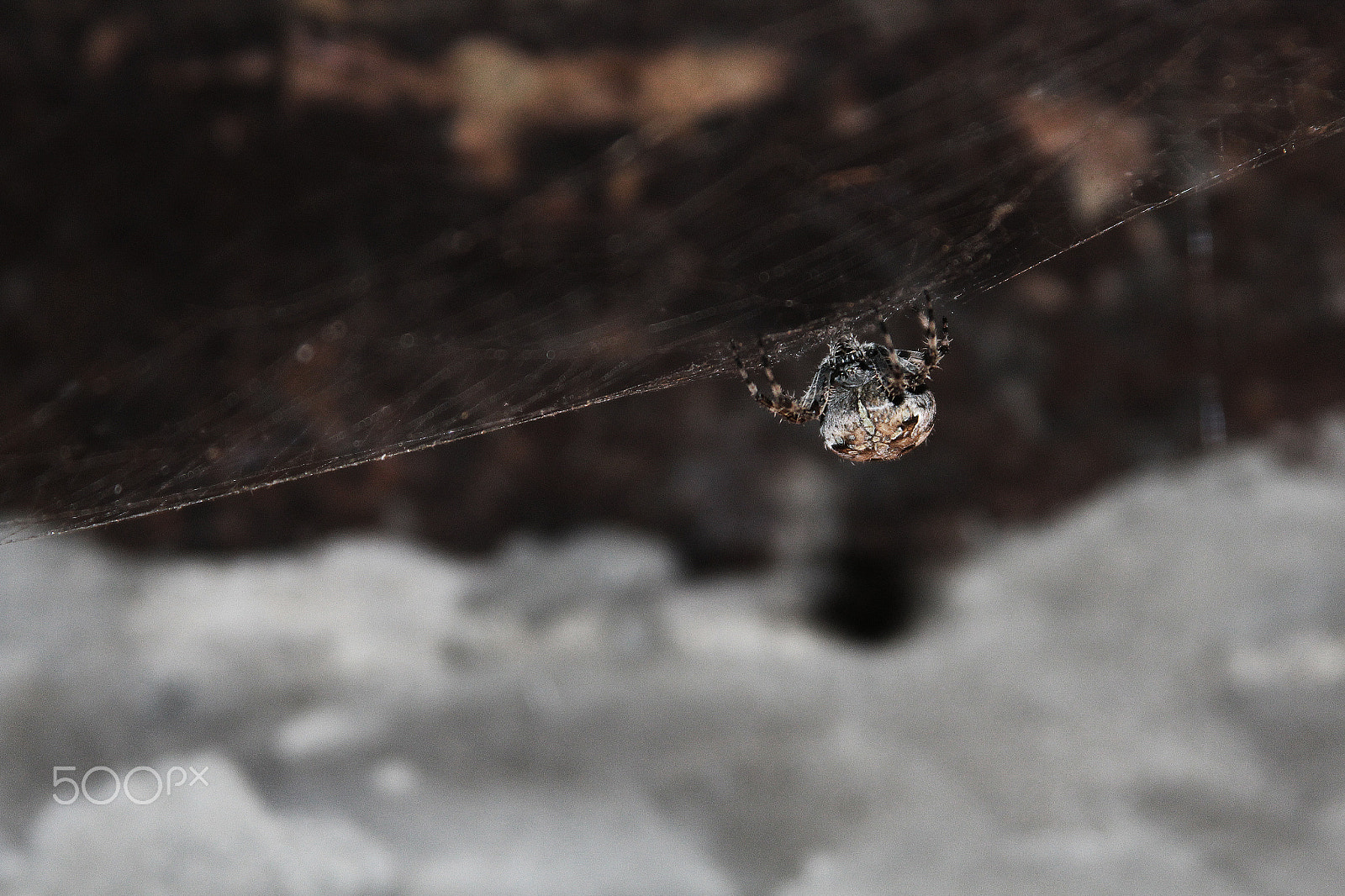 Canon EF 28-135mm F3.5-5.6 IS USM sample photo. Spider photography
