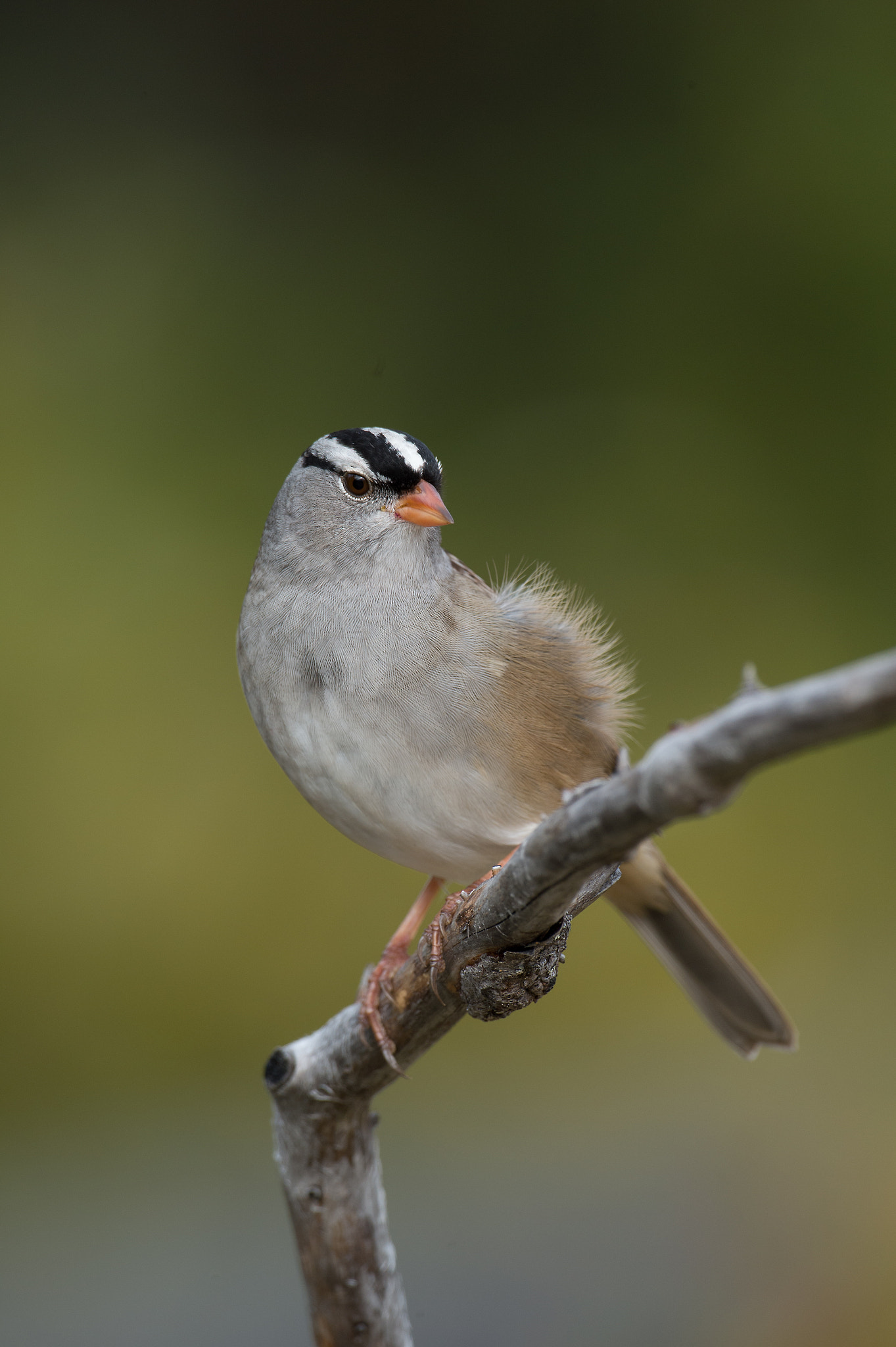 Nikon AF-S Nikkor 800mm F5.6E FL ED VR sample photo. Bruant à couronne blanche, white-crowner sparrow photography