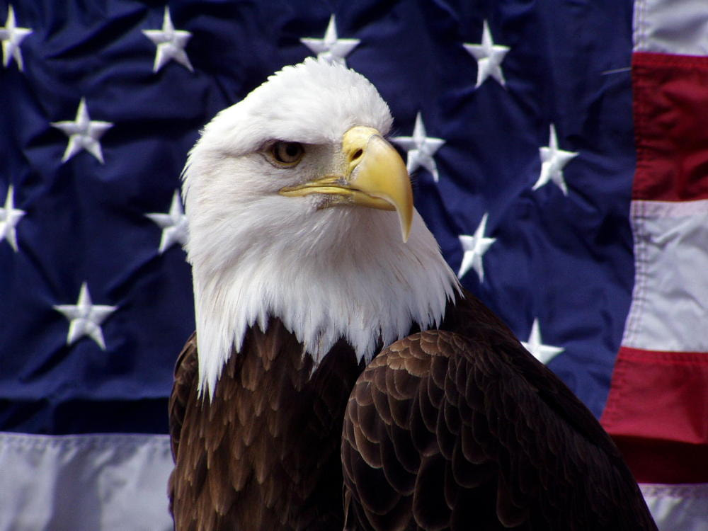 Olympus C720UZ sample photo. American bald eagle sitting in front of the american flag. photography
