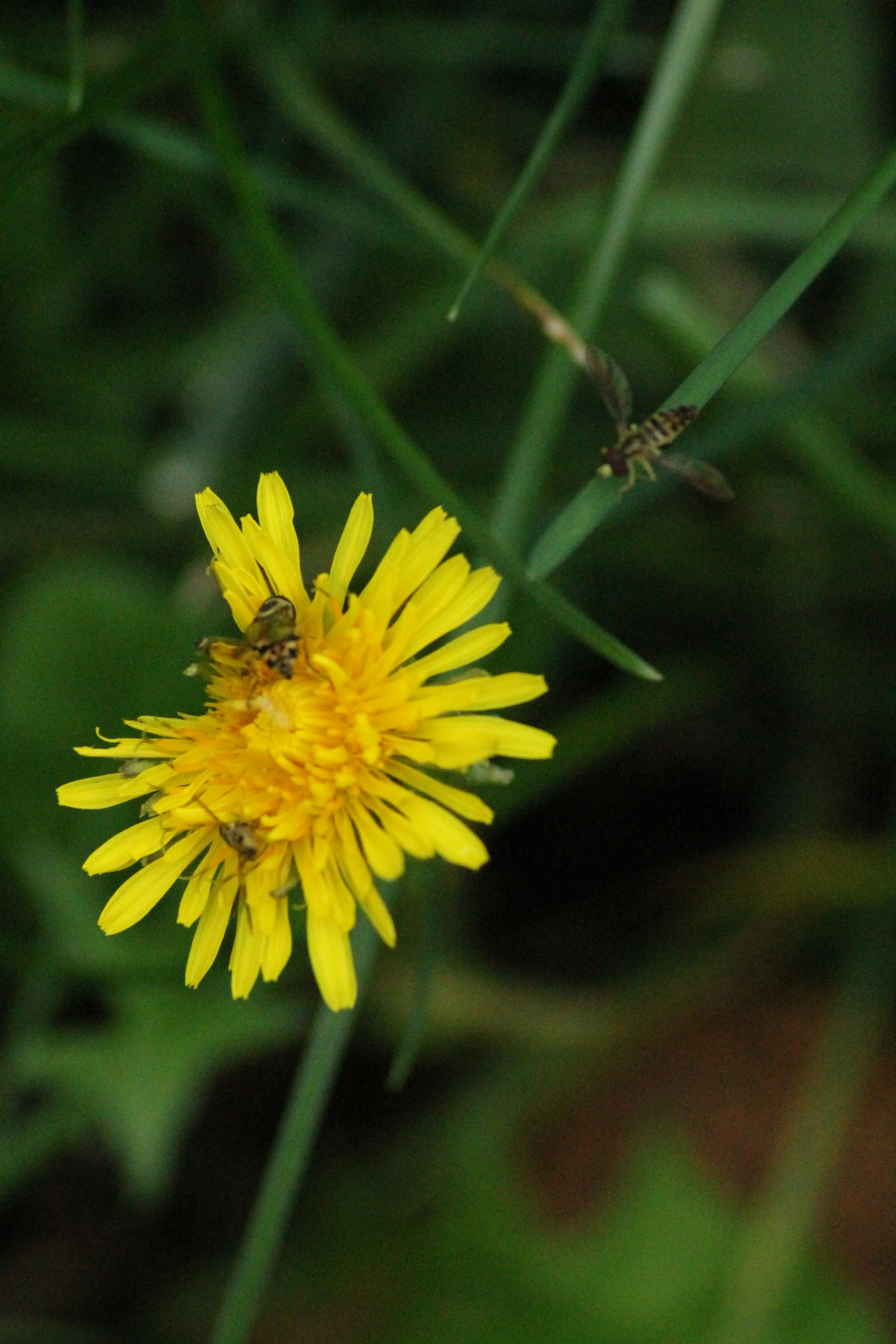 Sigma 70-300mm F4-5.6 APO DG Macro sample photo. Nature photography