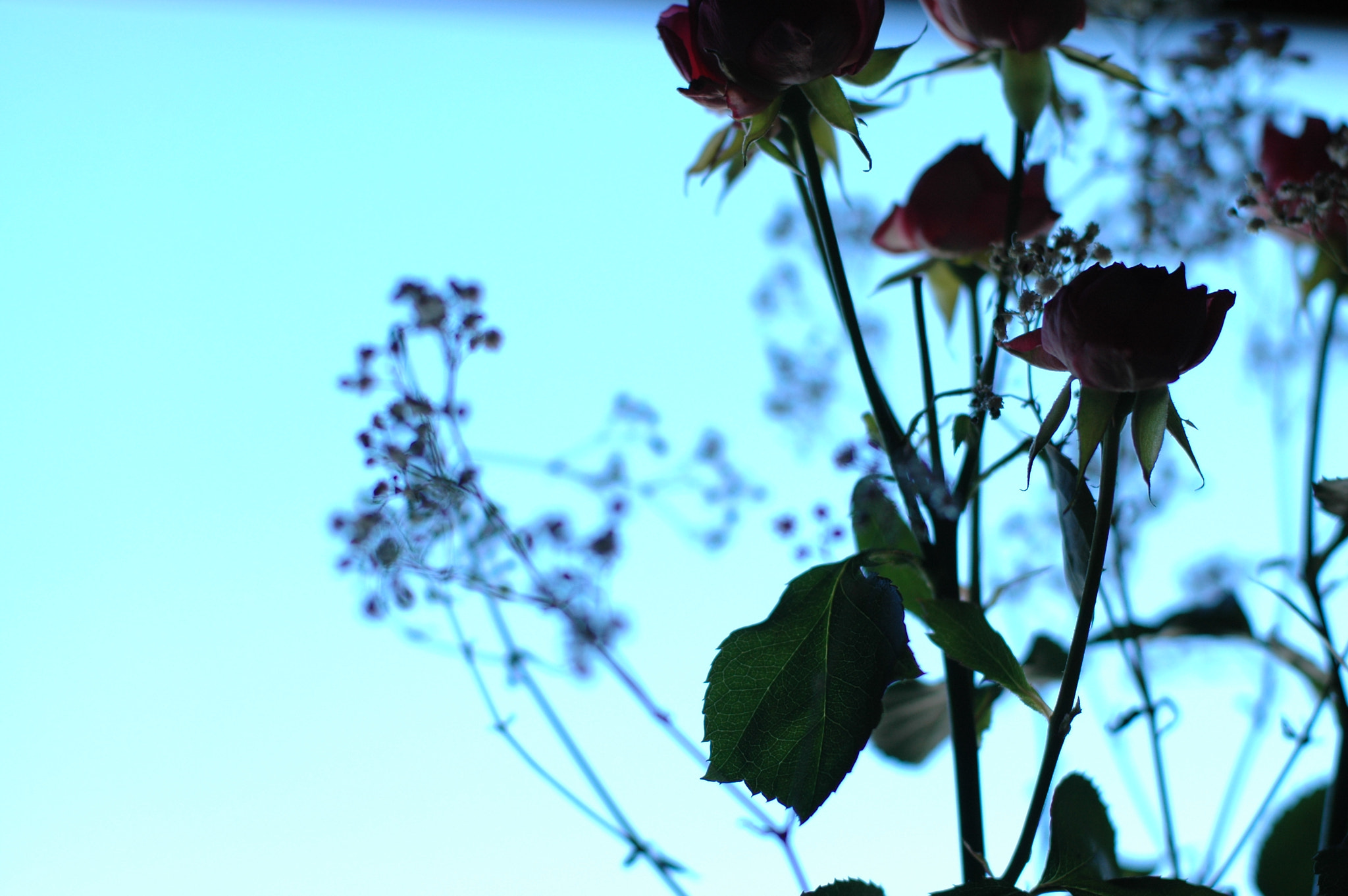 Nikon D70 sample photo. Flower photography