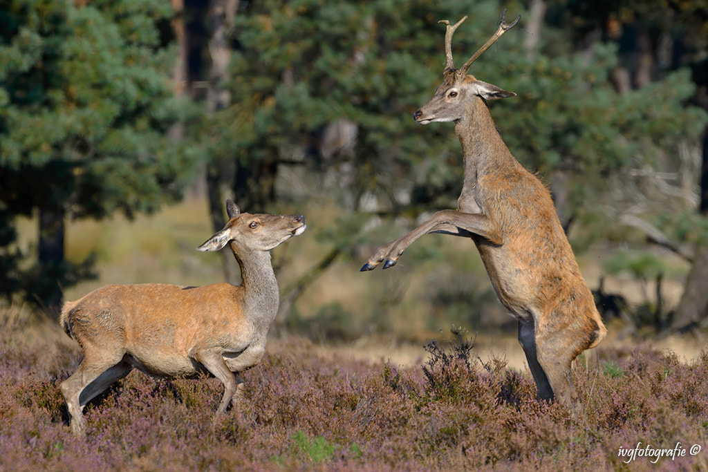 Nikon D610 + Nikon AF-S Nikkor 500mm F4G ED VR sample photo. Hind and young stag boxing photography