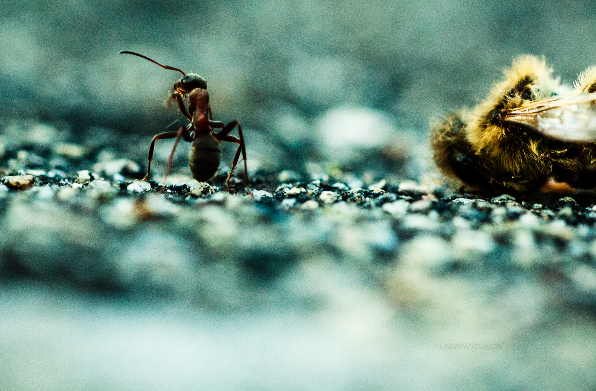 Canon EOS 70D + Sigma 150mm f/2.8 EX DG OS HSM APO Macro sample photo. Ant + bee photography