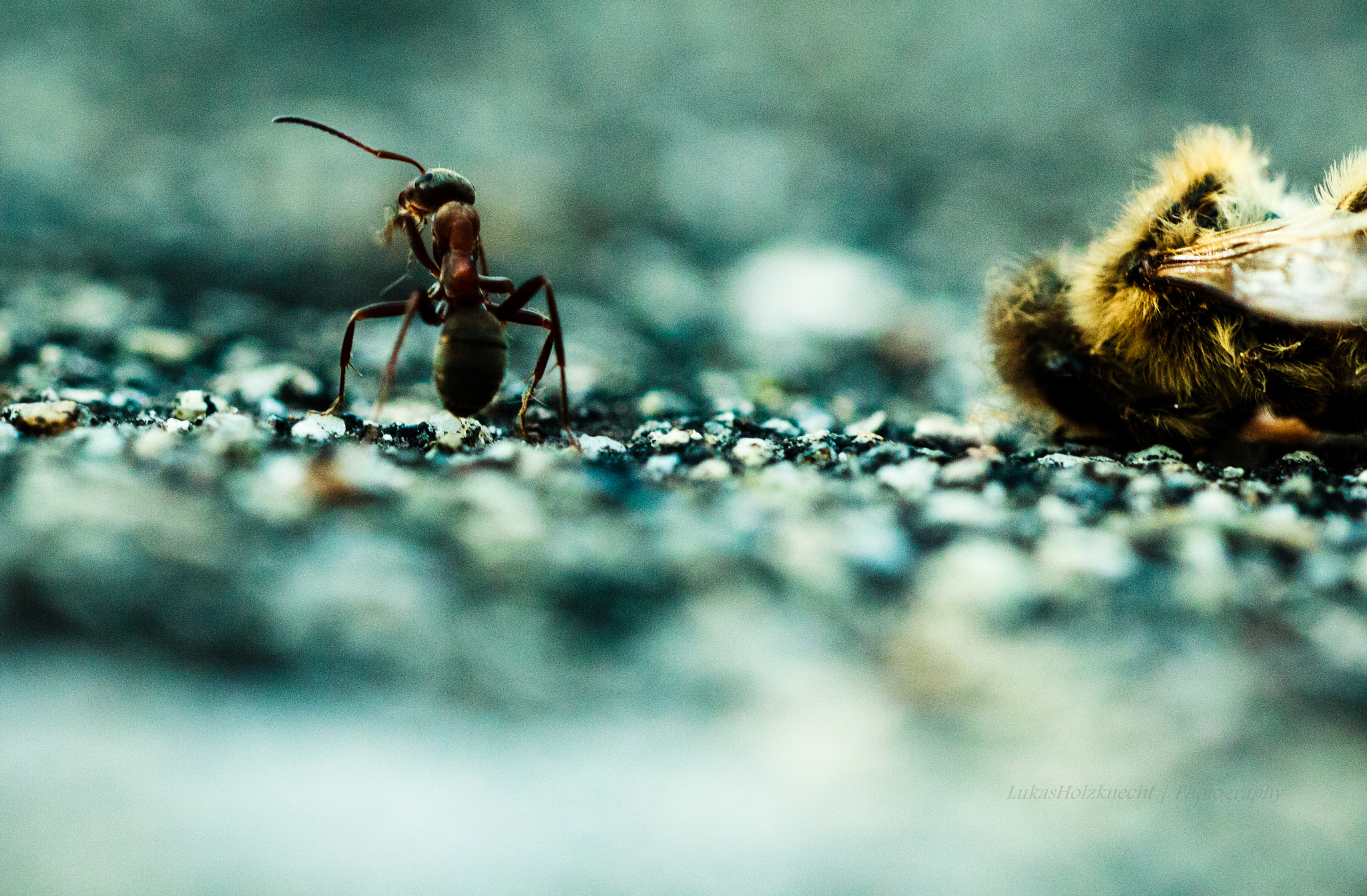 Sigma 150mm f/2.8 EX DG OS HSM APO Macro sample photo. Ant + bee photography