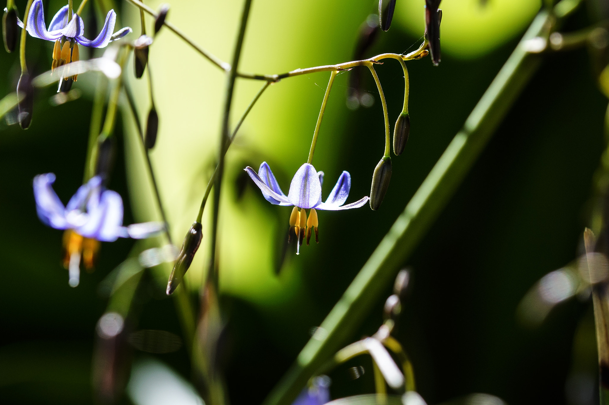 Sony SLT-A58 + 105mm F2.8 sample photo. Abg_20160923_05 photography