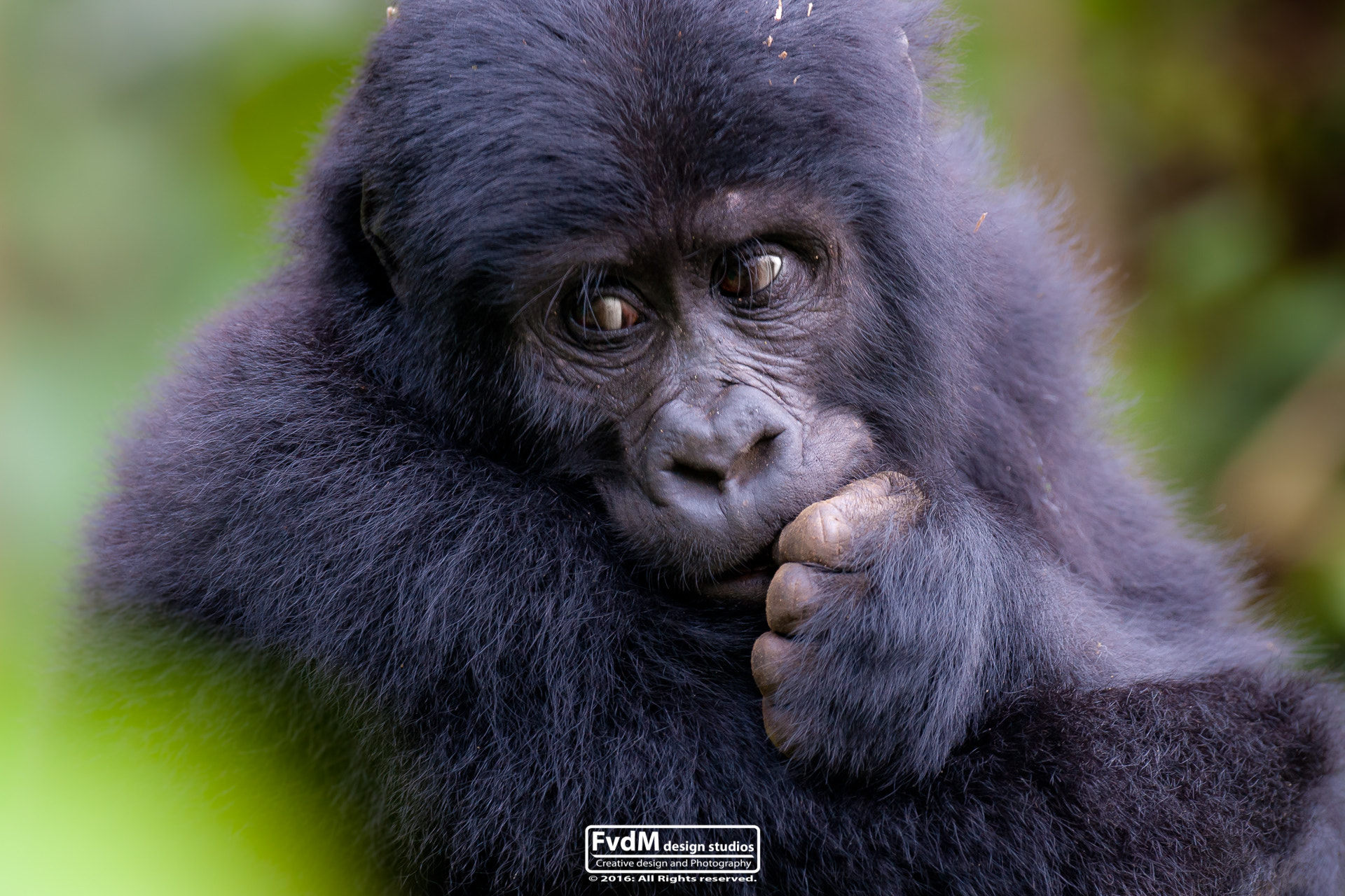 Sony Alpha DSLR-A700 + Sony 70-400mm F4-5.6 G SSM sample photo. Baby gorilla... photography