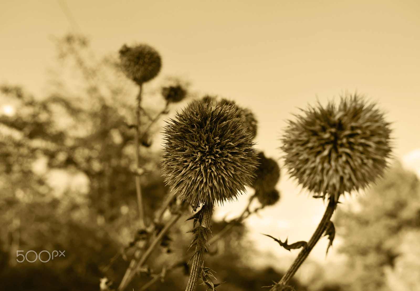 AF Zoom-Nikkor 35-80mm f/4-5.6D N sample photo. Autumn sepia photography