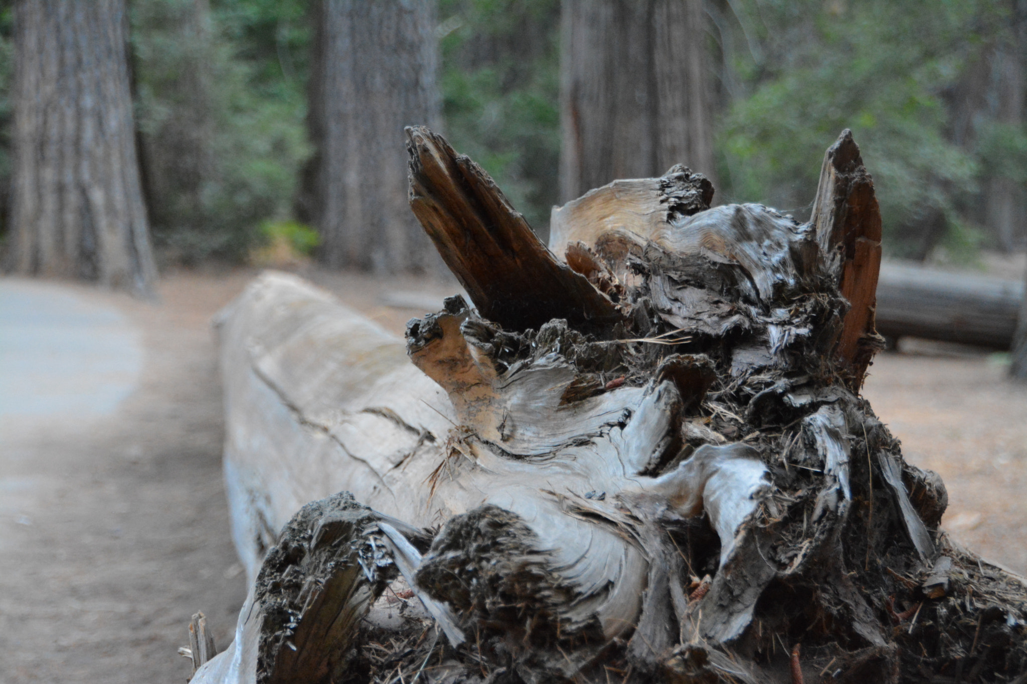 Sigma 18-250mm F3.5-6.3 DC OS HSM sample photo. Roots photography