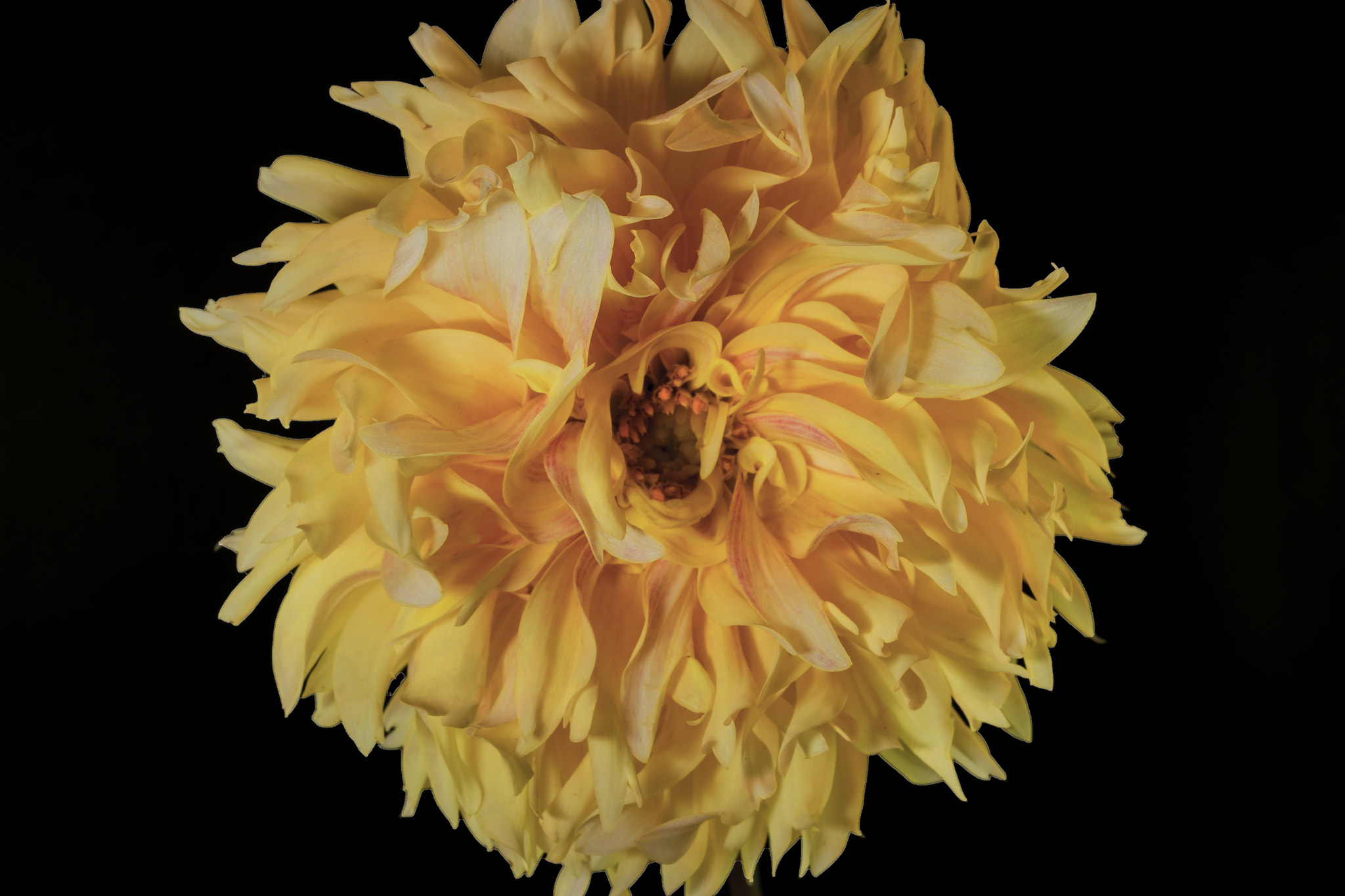 Sony a7 sample photo. Yellow dahlia. photography