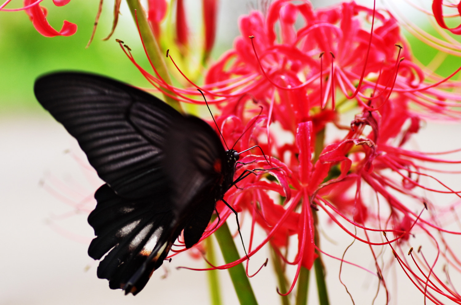Pentax K-5 + Tamron SP AF 90mm F2.8 Di Macro sample photo. Swallowtail butterfly photography