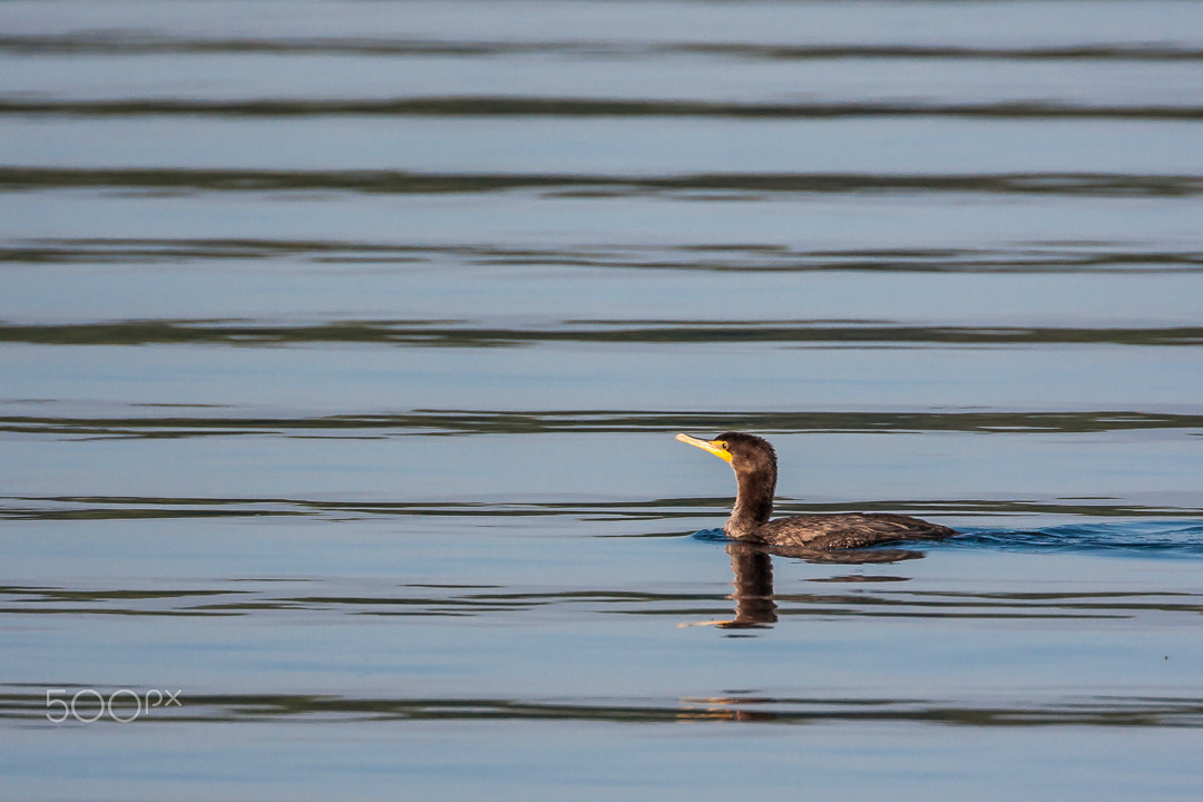 Canon EOS 40D + Canon EF 500mm F4L IS USM sample photo. Cormorant photography