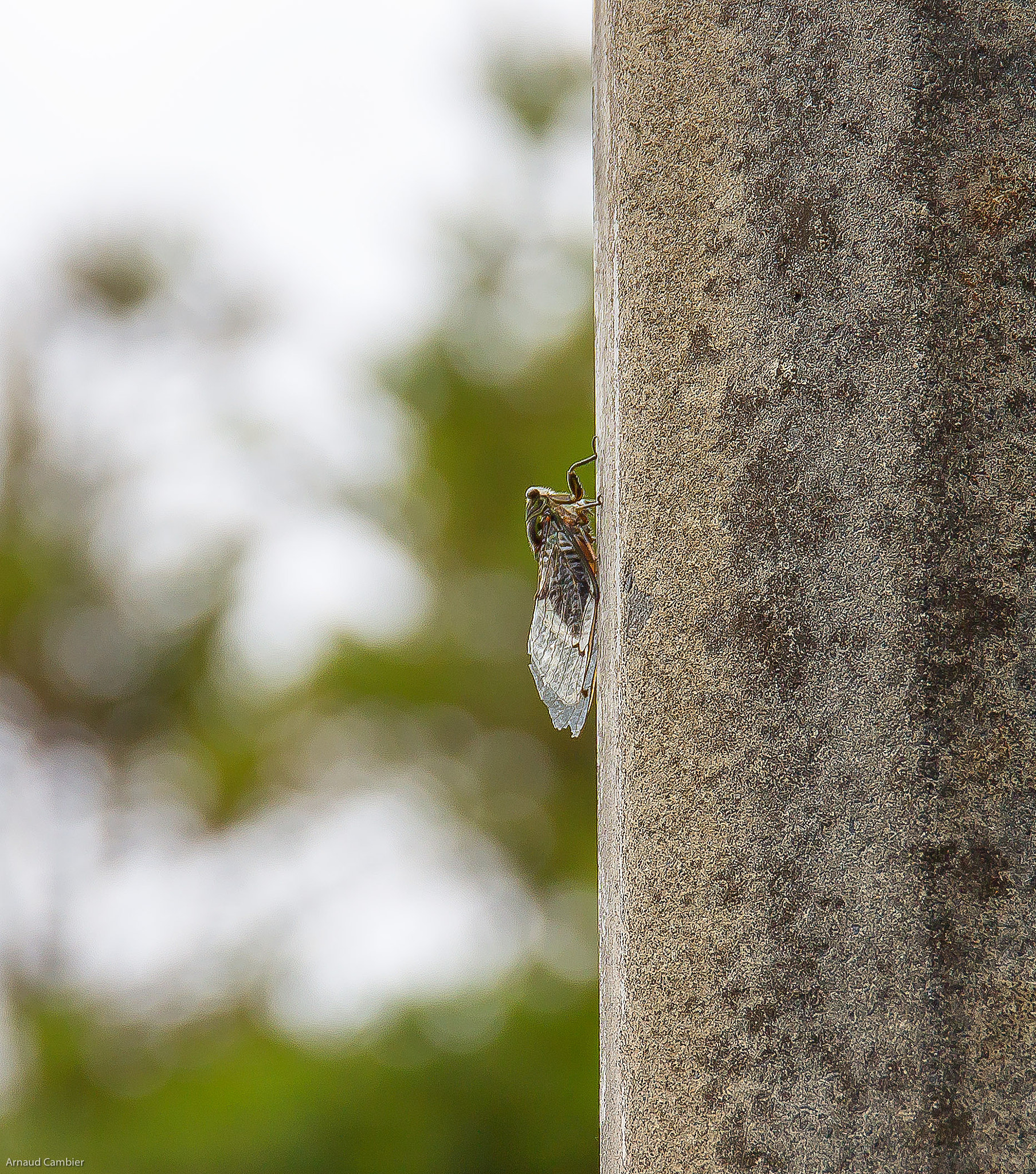 Sigma 24-105mm f/4 DG OS HSM | A sample photo. Cricket photography
