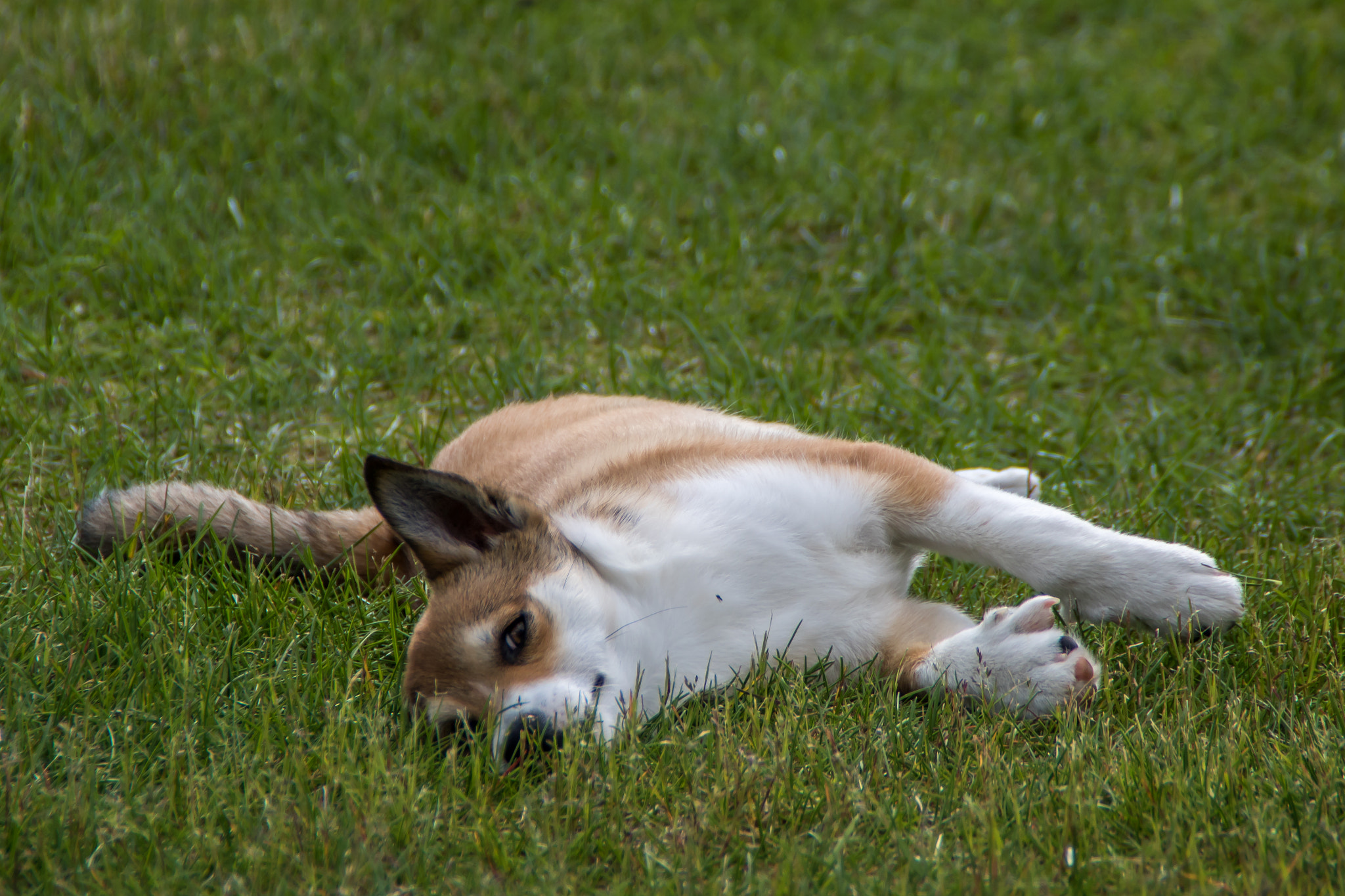 Canon EOS 760D (EOS Rebel T6s / EOS 8000D) sample photo. Relaxing lundehund photography