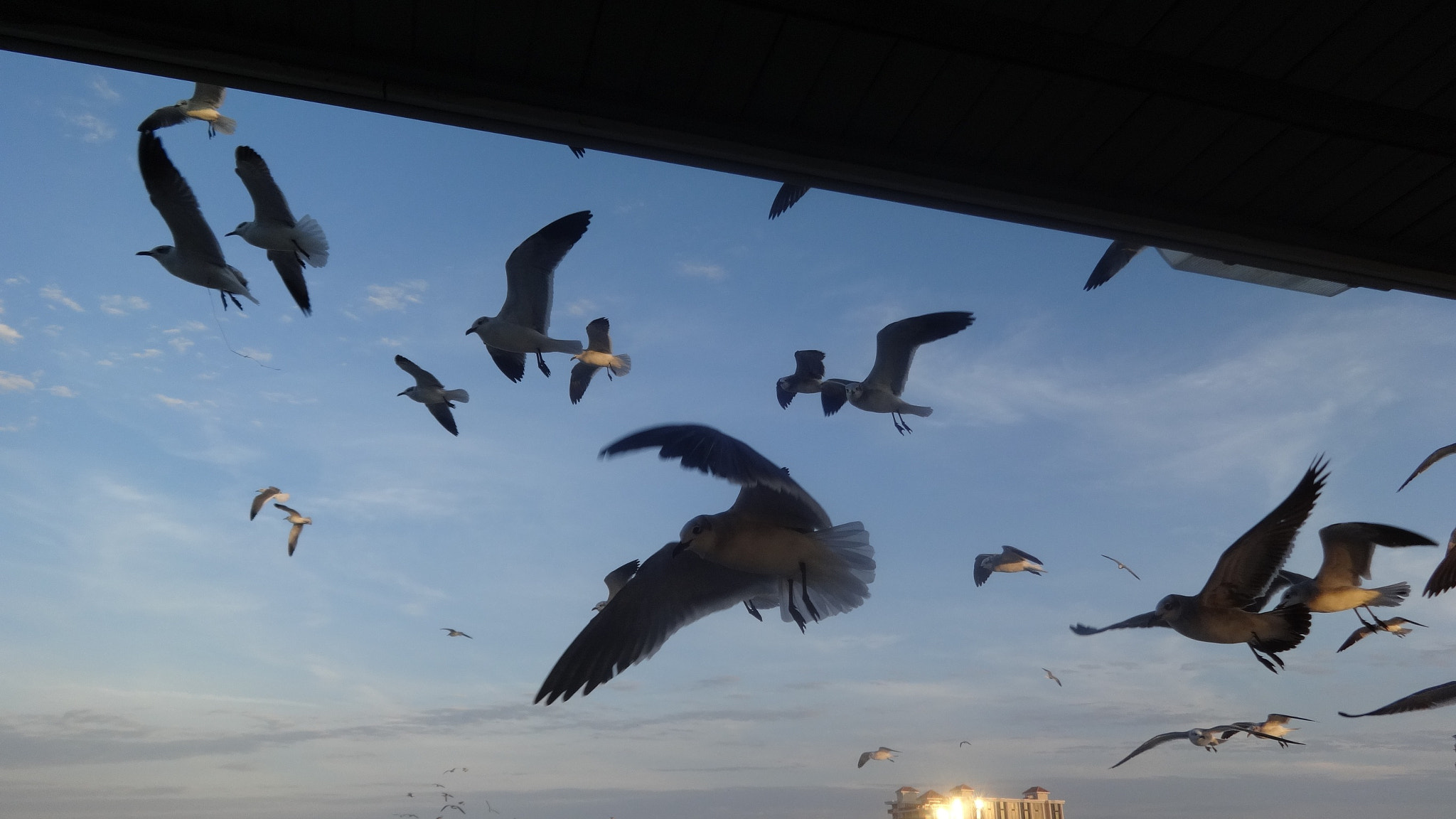Sony Cyber-shot DSC-WX80 sample photo. Attack of seagulls clearwater photography