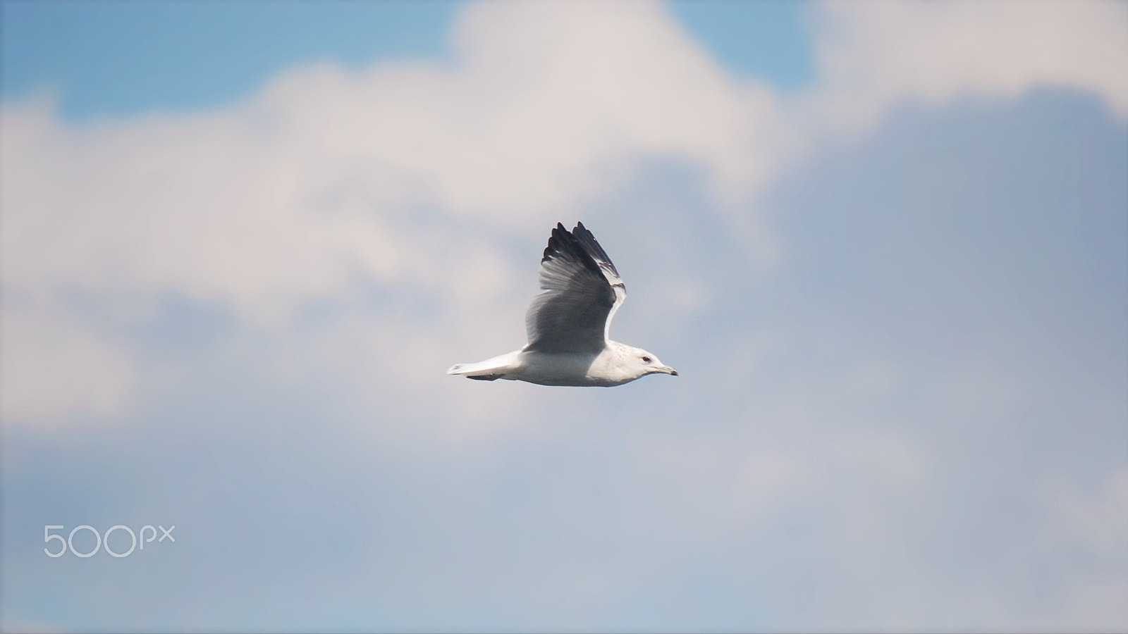 Nikon D40 + Sigma 70-300mm F4-5.6 DG Macro sample photo. A bird in flight photography