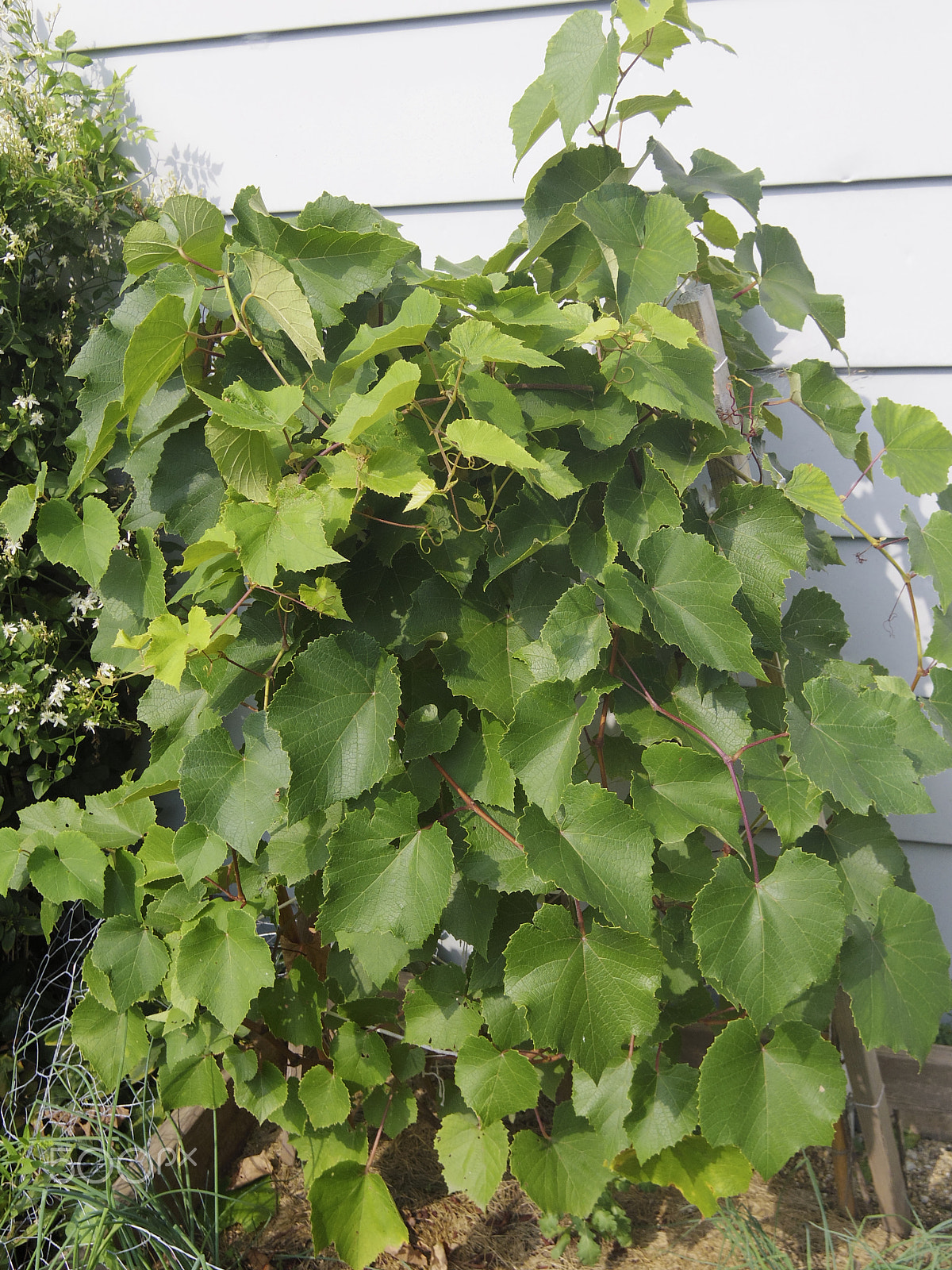 Pentax Q-S1 + Pentax 01 Standard Prime sample photo. Grapevine photography