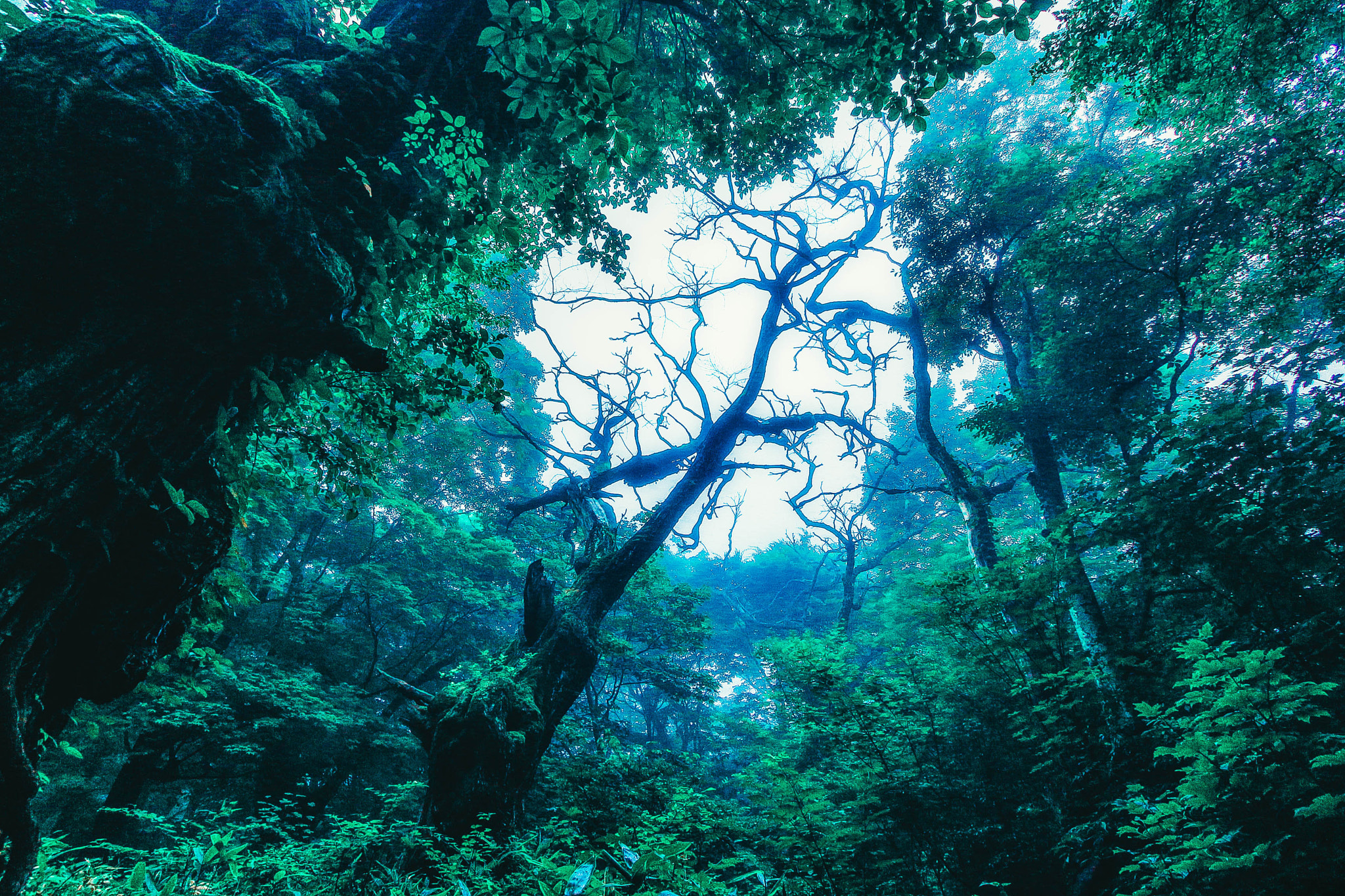 Canon EOS 700D (EOS Rebel T5i / EOS Kiss X7i) sample photo. Akagi forest - akagikuritaro2 photography