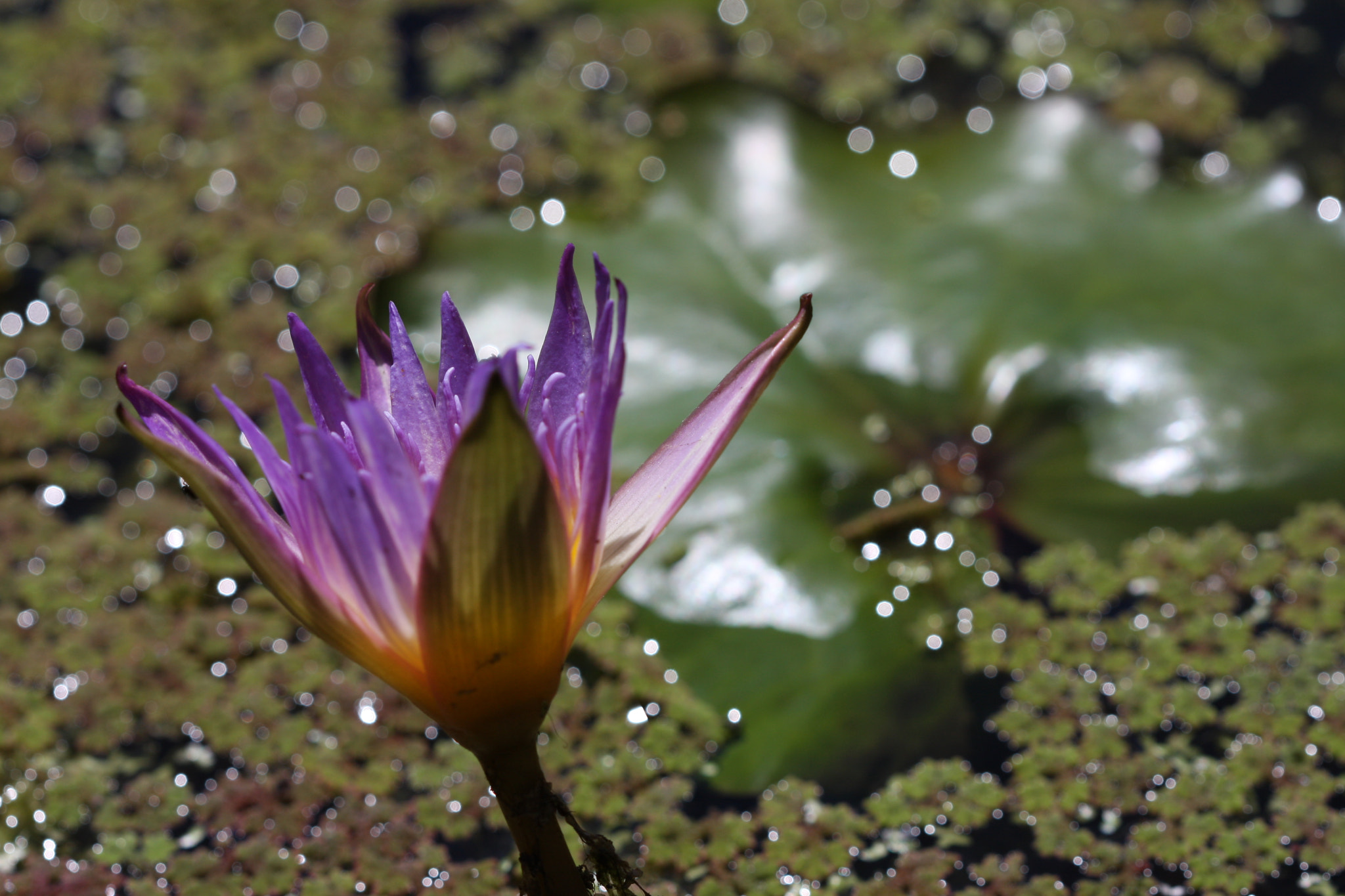 Canon EF 100mm F2.8 Macro USM sample photo. Lily flower 4 photography